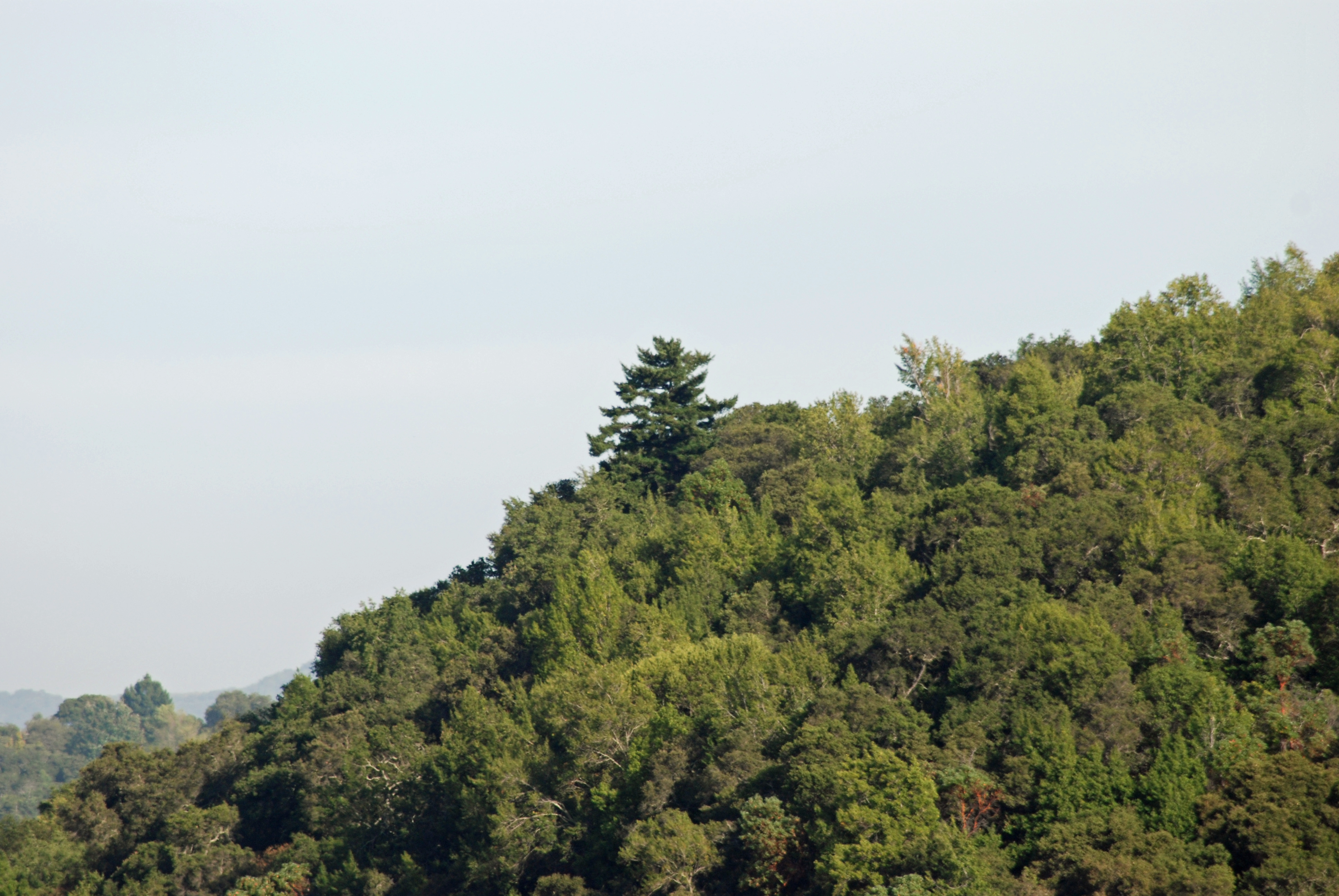 Huge Douglas fir (Pseudotsuga menziesii) towering above coast live oak and madrone woods on northeast peak of Jasper Ridge, San Mateo County, California.
Example of the California mixed evergreen forest ecoregion.