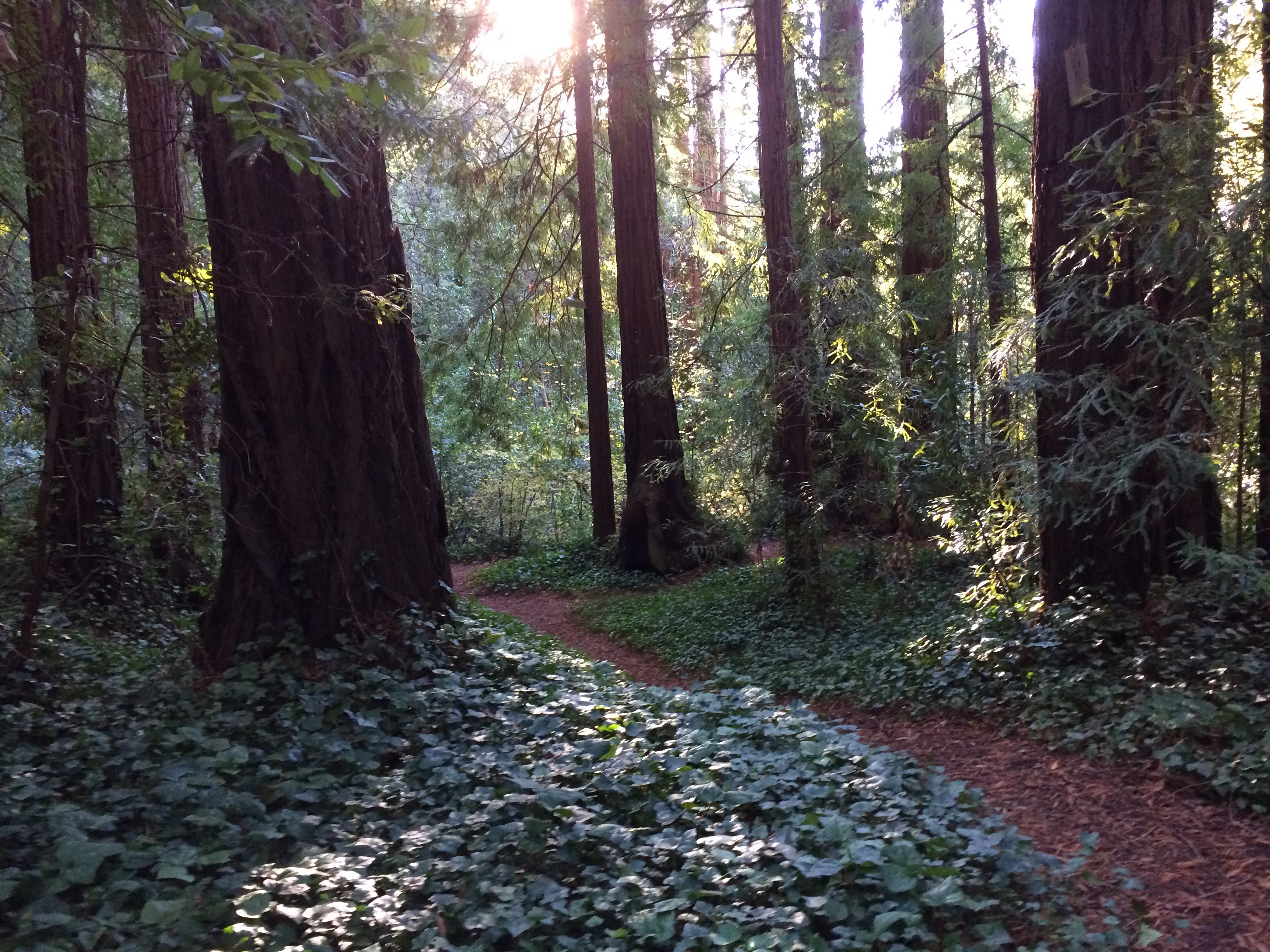 Path through the coast redwoods, La Honda, California, 2015. Taken in the woods at the end of Play Bowl Drive, walking between the entrance and the creek.