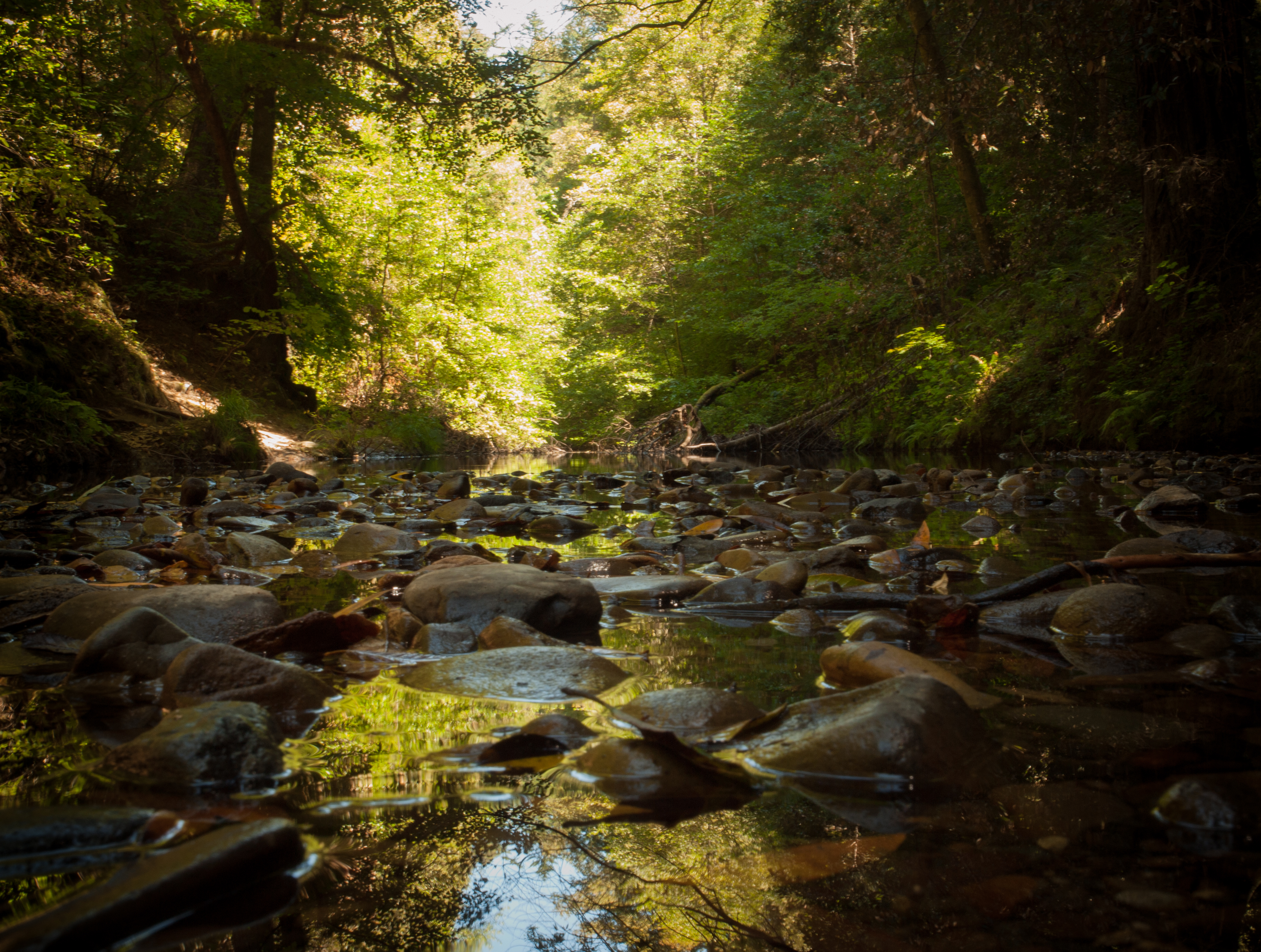 Pescadero Creek
Pescadero Creek County Park

Pescadero, CA