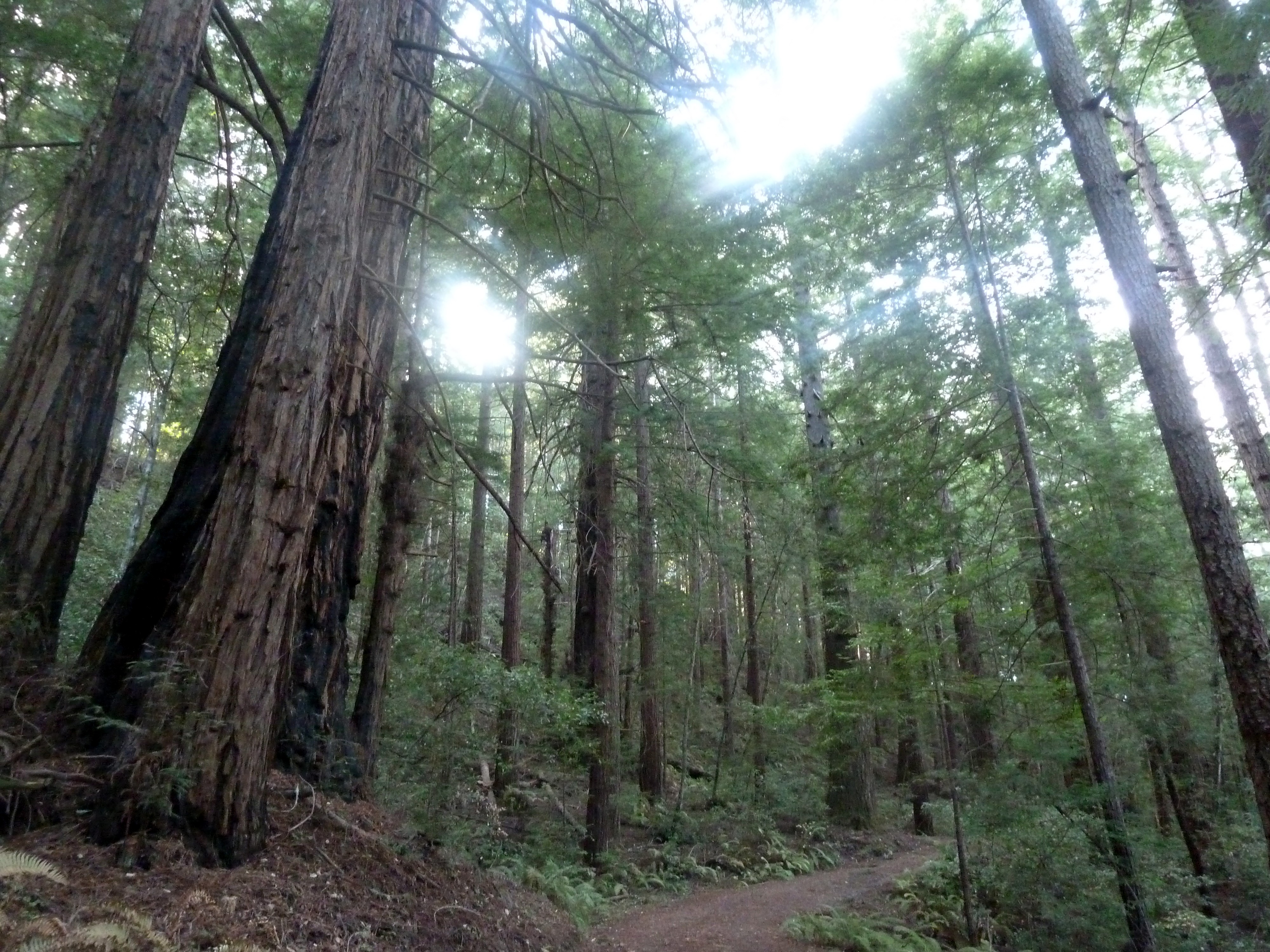 Sam McDonald County Park Redwoods