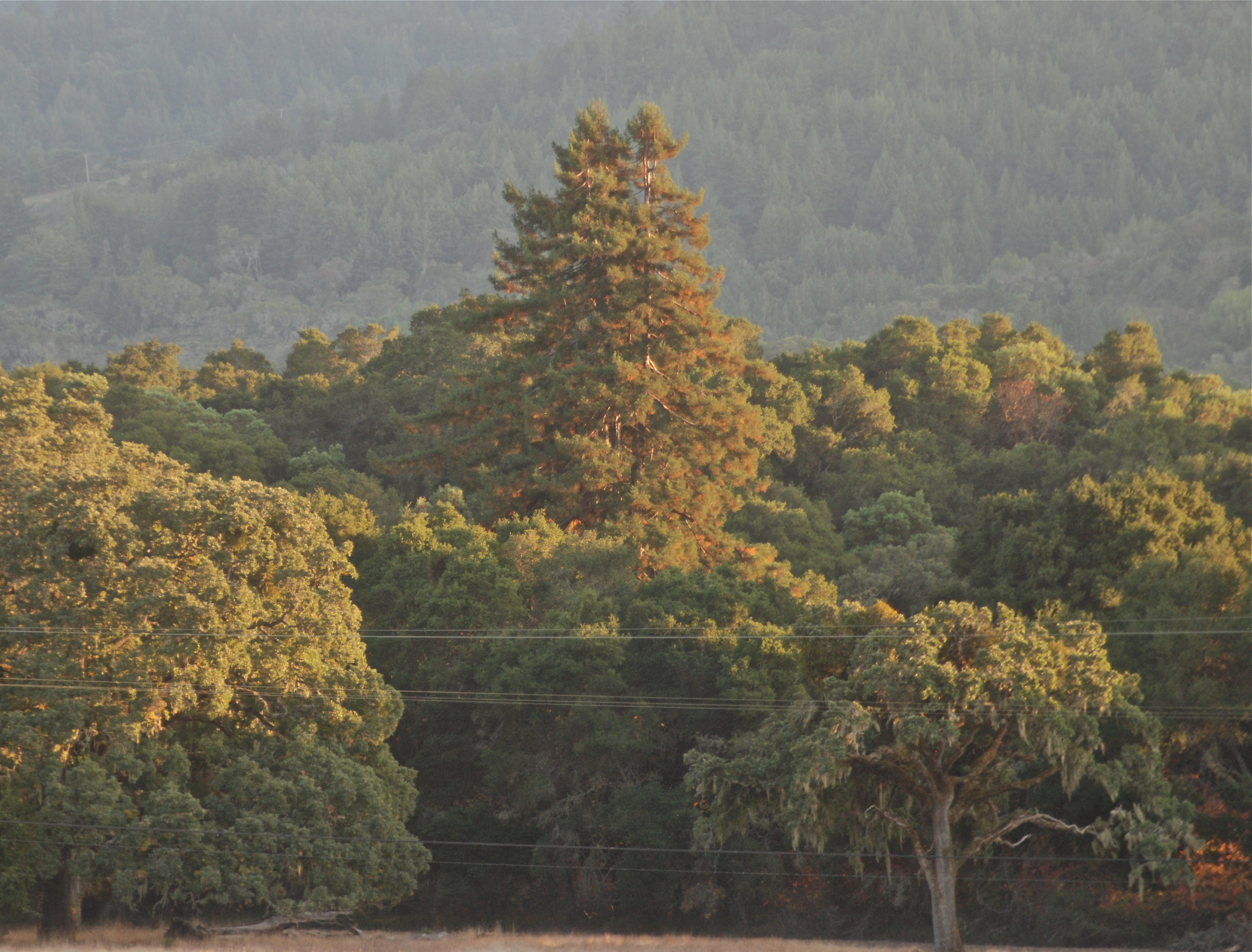 Coast redwoods on Laguna Creek at Filoli — in San Mateo County, San Francisco Bay Area, California.