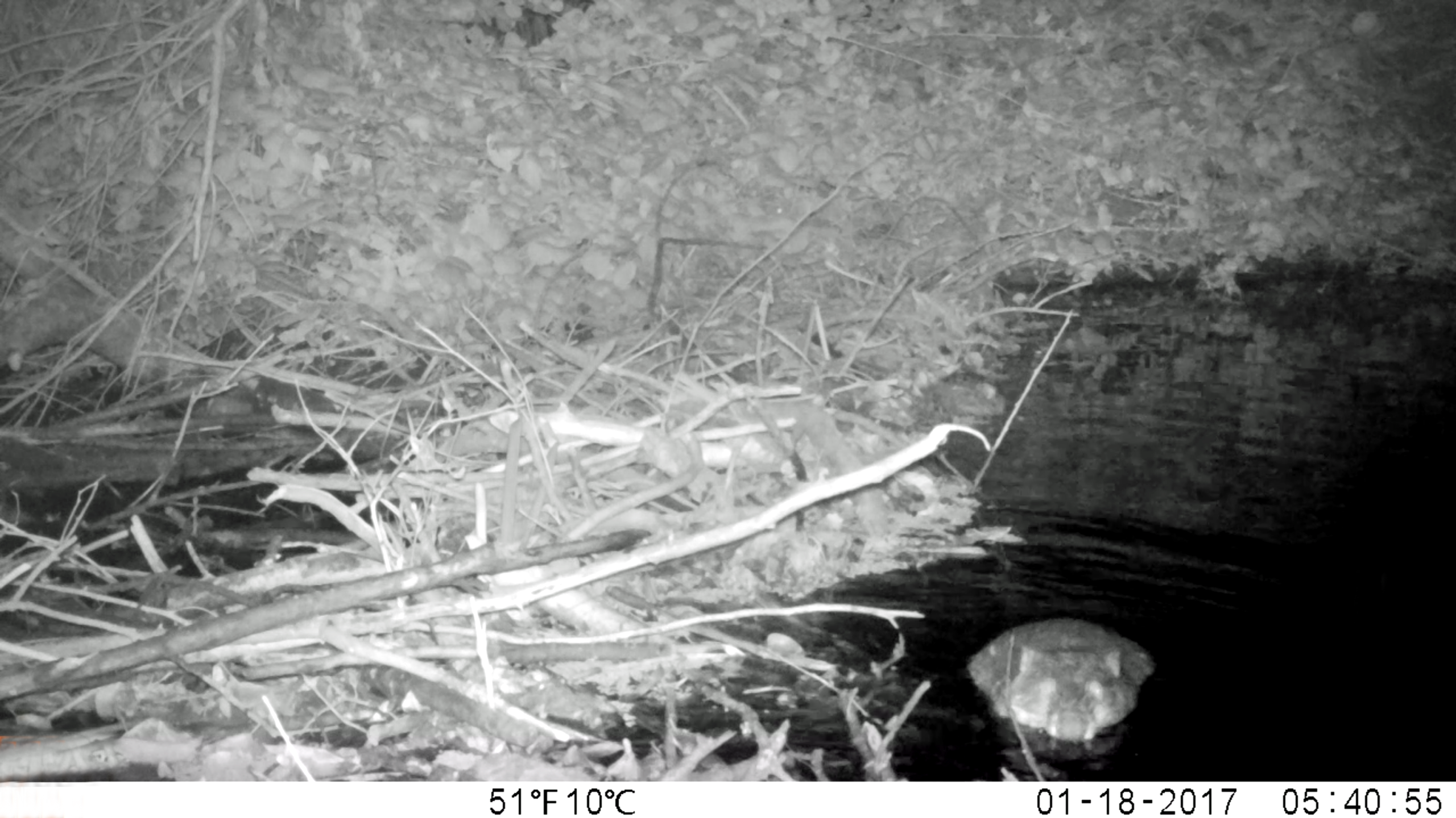 Night motion photography of beaver and dam on lower Los Gatos Creek, tributary to the Guadalupe River in Santa Clara County, California, courtesy of South Bay Clean Creeks Coalition.