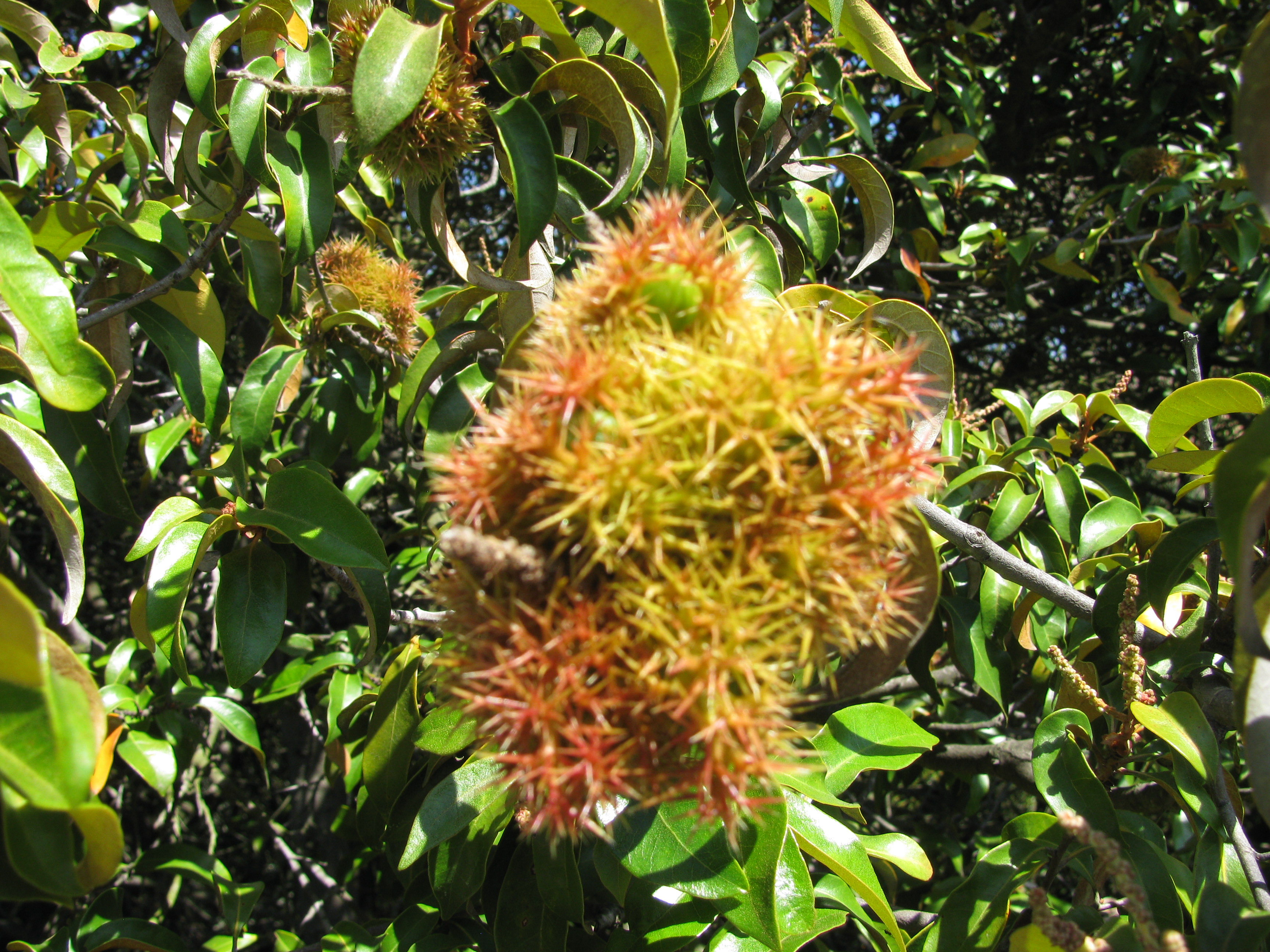 Chrysolepis chrysophylla (Golden Chinquapin).
At the Huckleberry Botanic Regional Preserve, in the Berkeley Hills, Northern California.