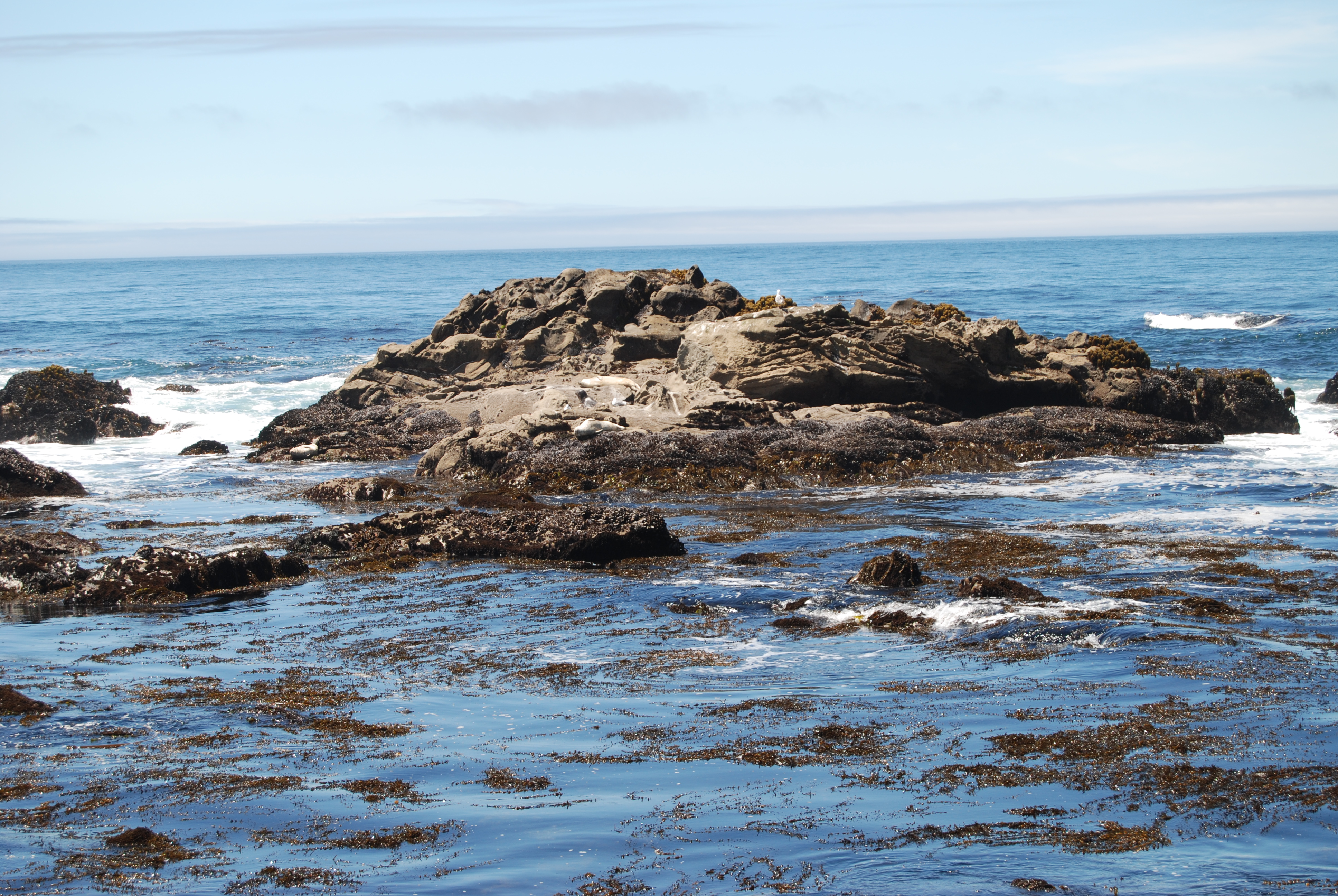 Tide Pools, with basking harbour seals at Salt Point State Park, CA