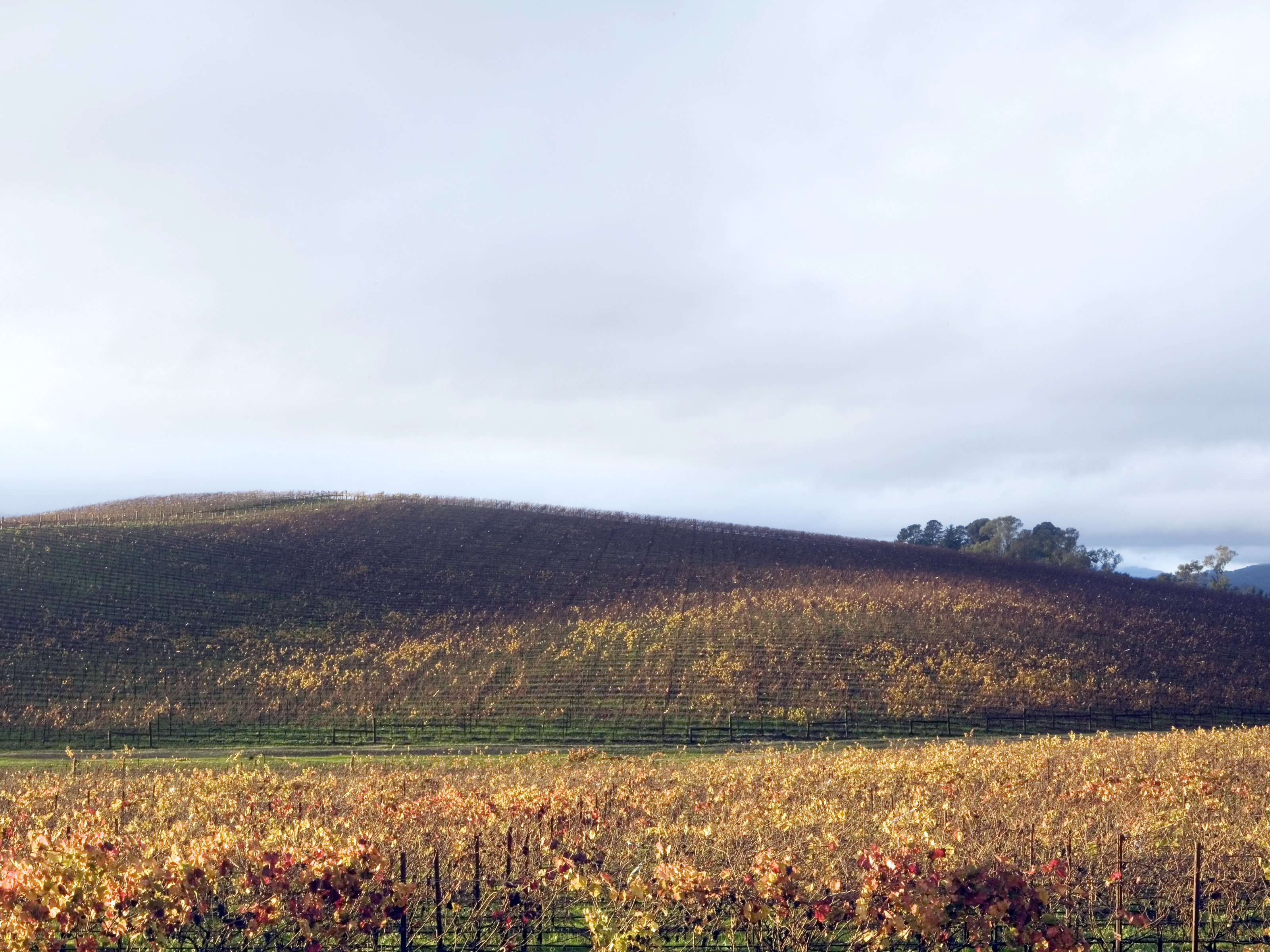 Photograph of the hill at the Bliss location, Sonoma Valley, CA.