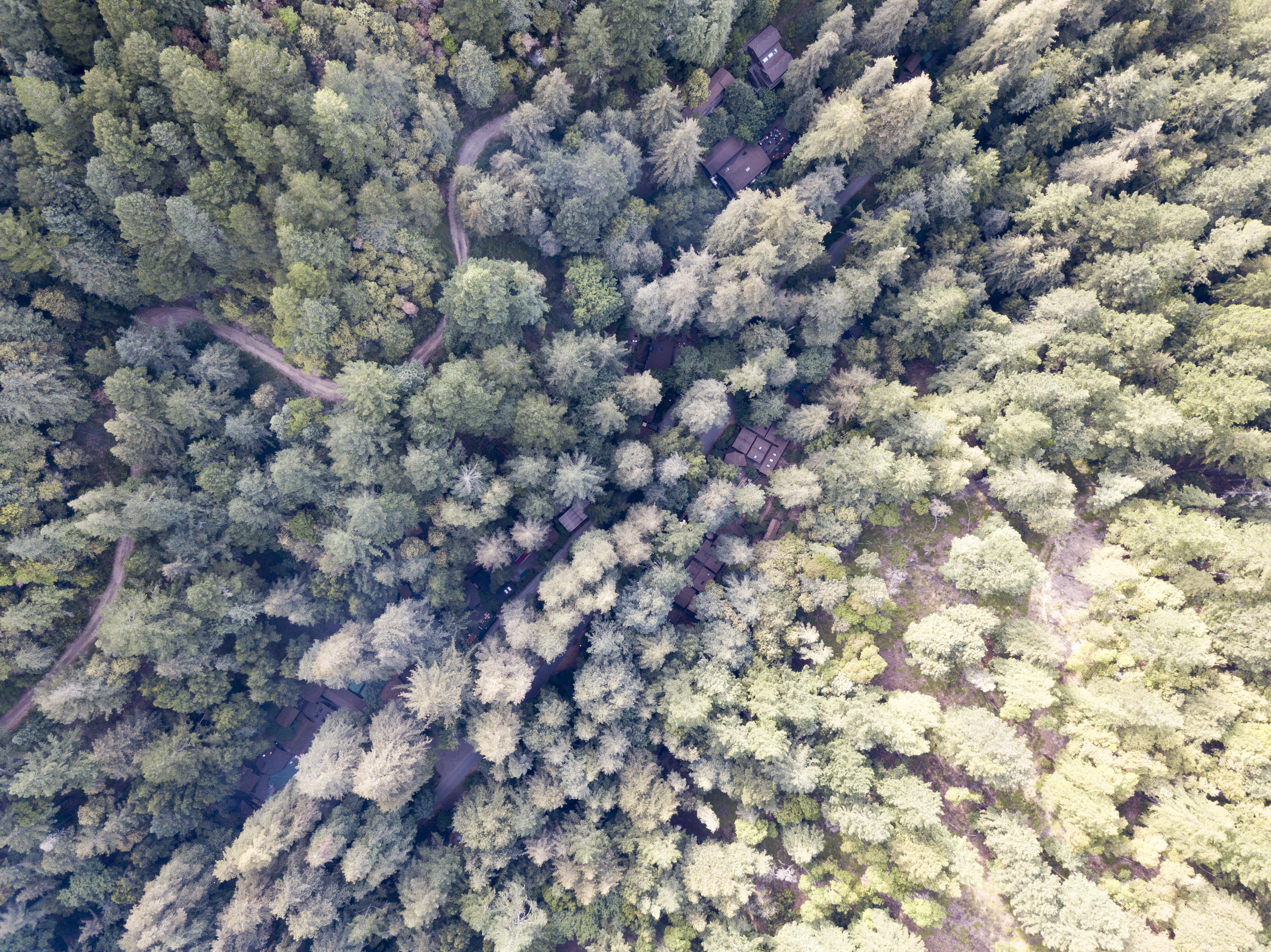 Aerial Image of Bohemian Grove Buildings
