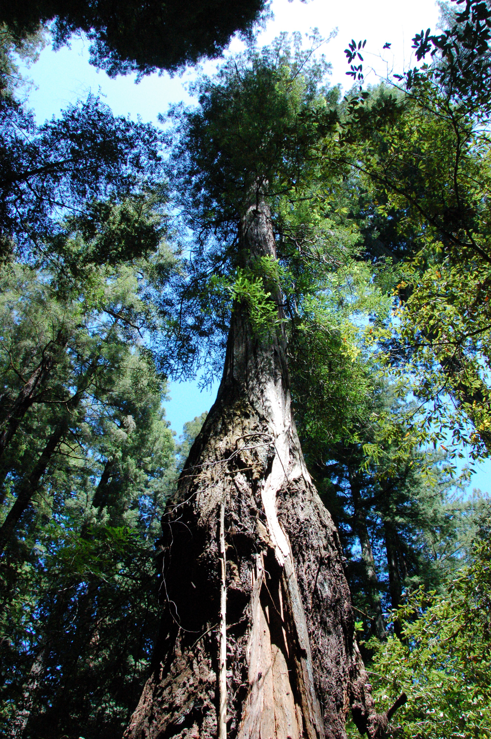 Icicle Tree in the Armstrong Redwoods State Reserve. This photograph taken from ground level looking up shows the characteristic burls of this tree.