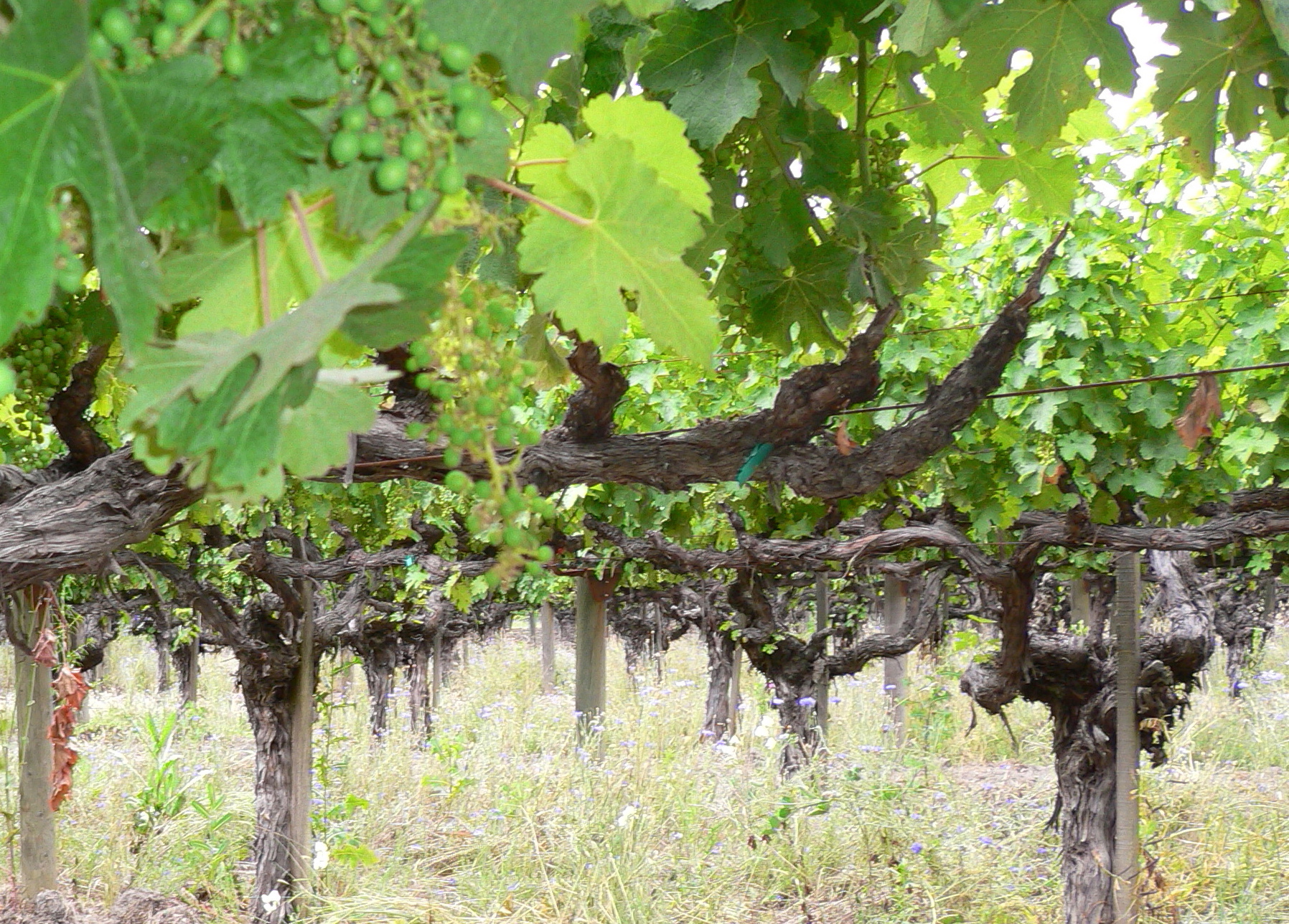 Old vines in Cabernet Sauvignon vineyard of Chateau Montelena winery.

Located near Calistoga, in the Napa Valley, California.