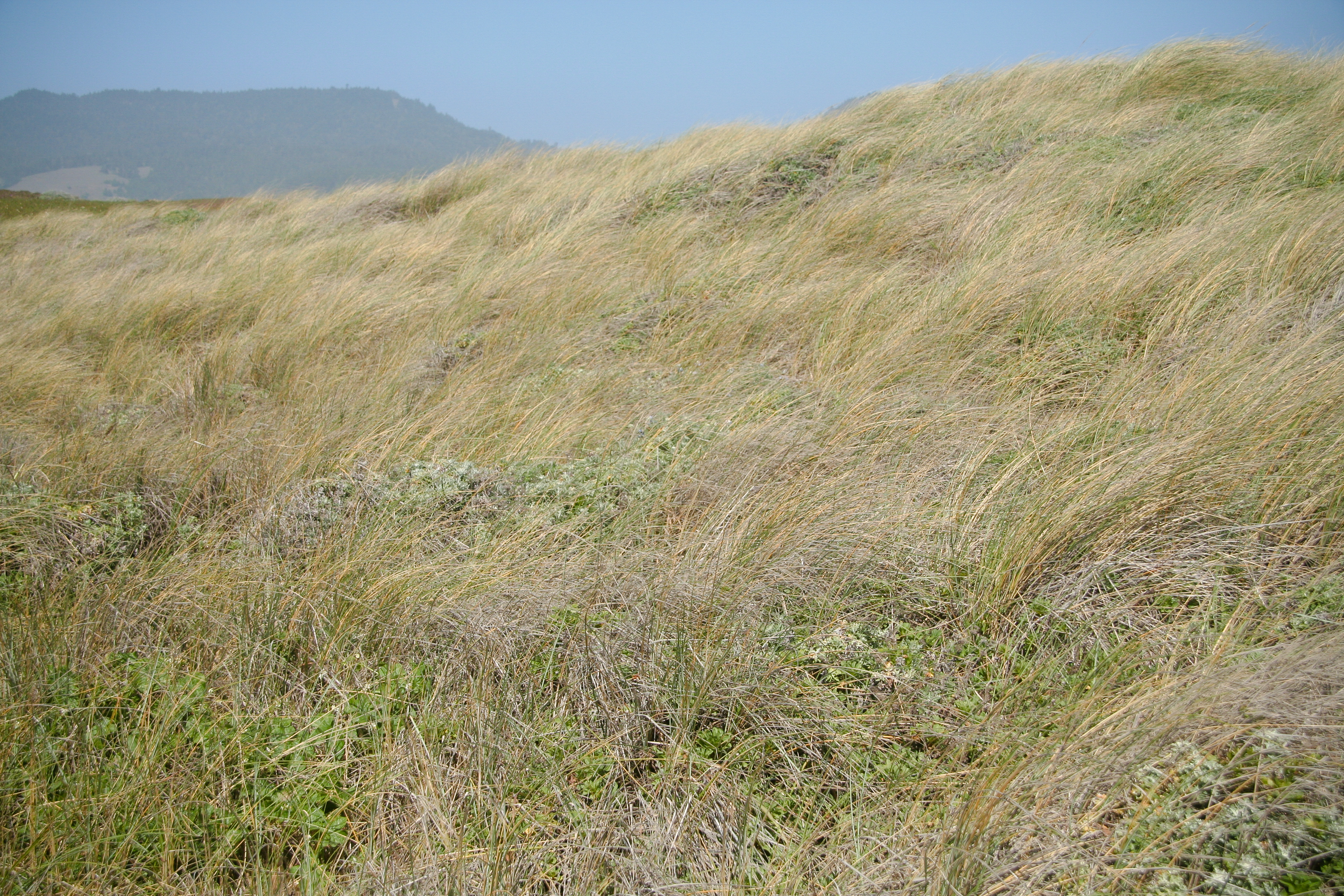 Grasses, Manchester Beach