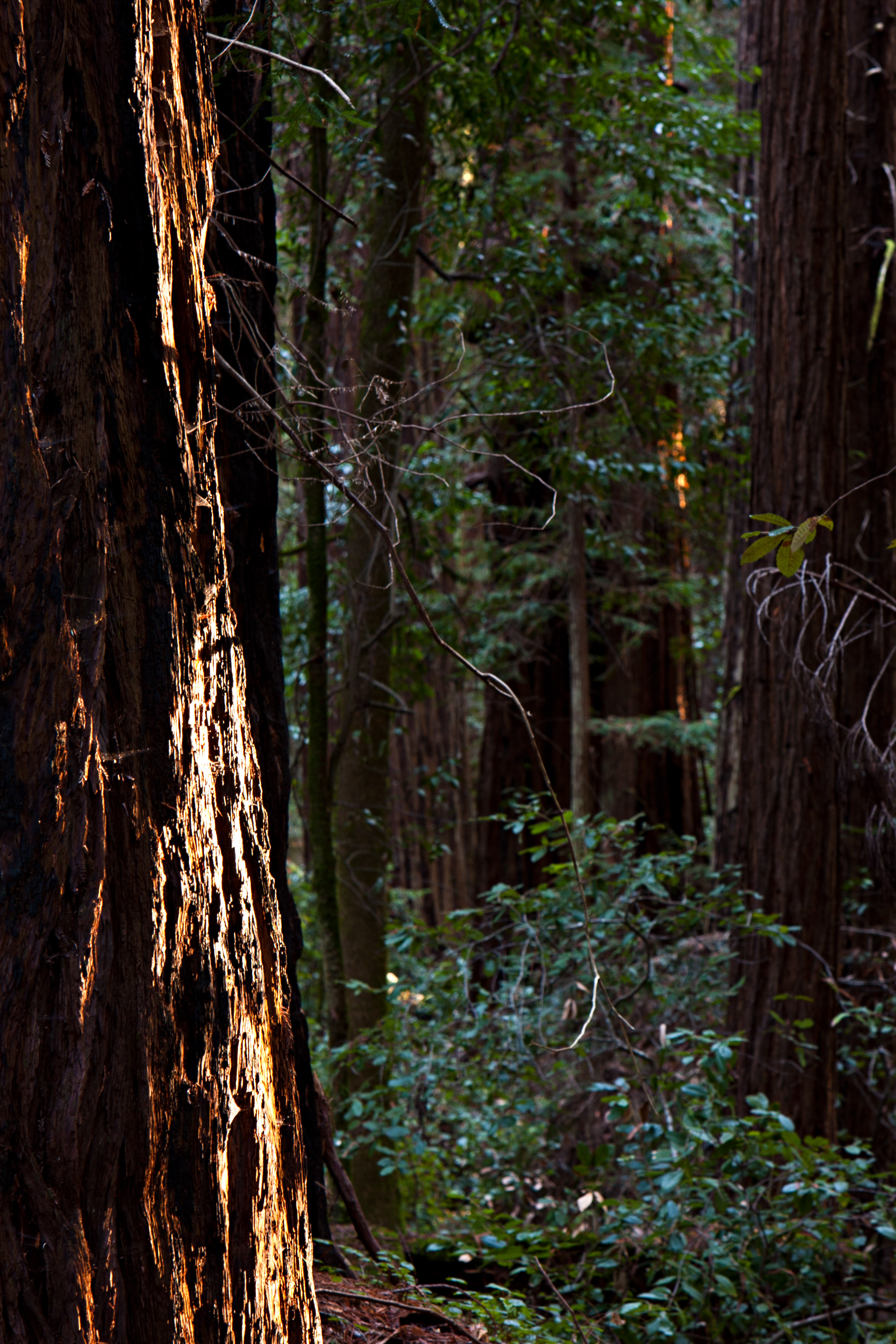 Old-growth coast redwoods (Sequoia sempervirens) in Hendy Woods State Park, Mendocino County, California.