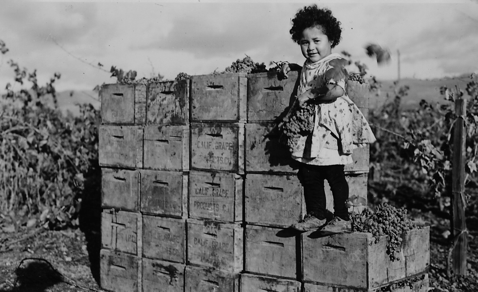 Pat, a young Pomo girl from Pinoleville Rancheria during the grape harvest.