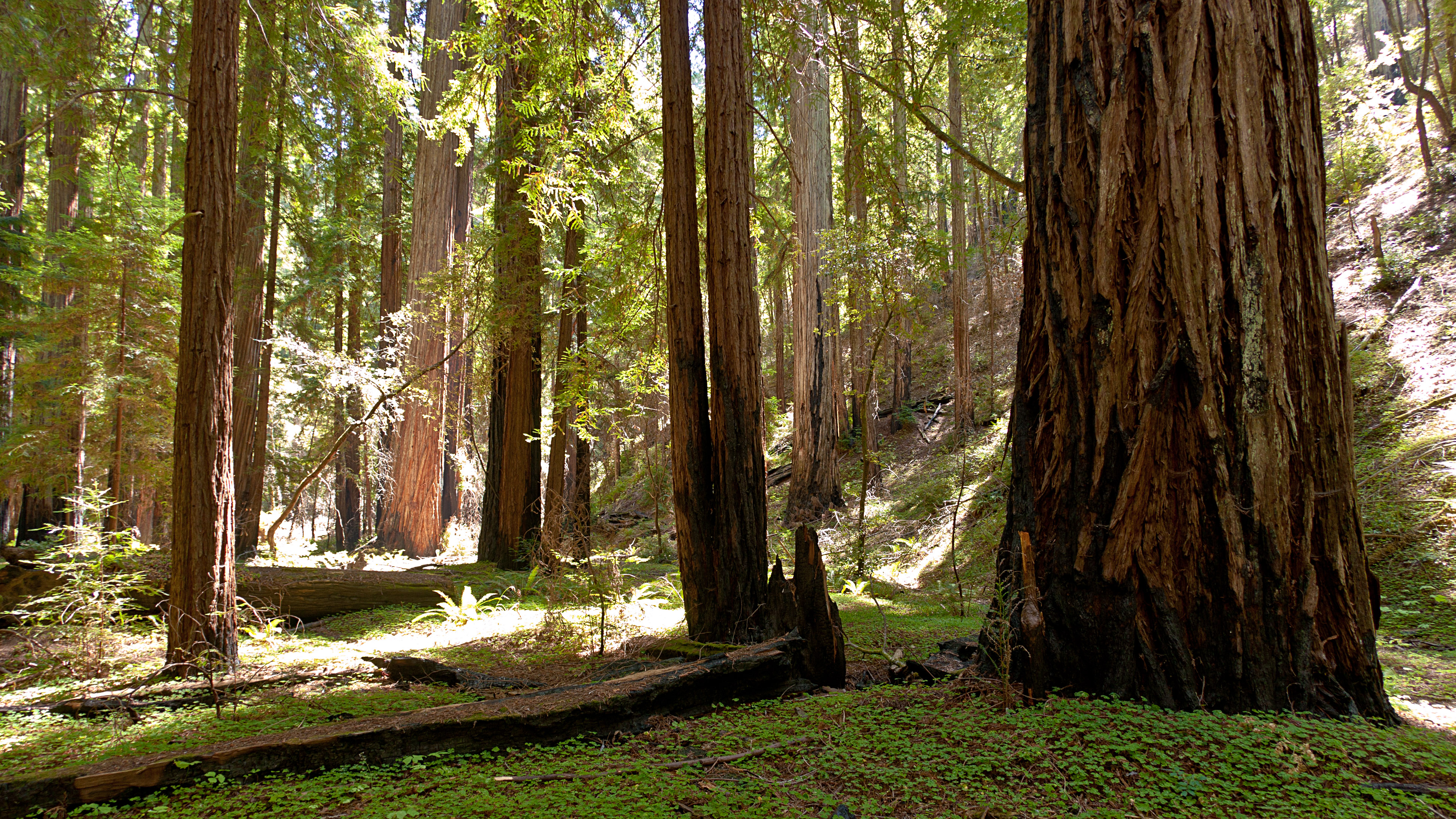 Coast redwoods (Sequoia sempervirens) in Montgomery Woods State Natural Reserve — in Mendocino County, California.