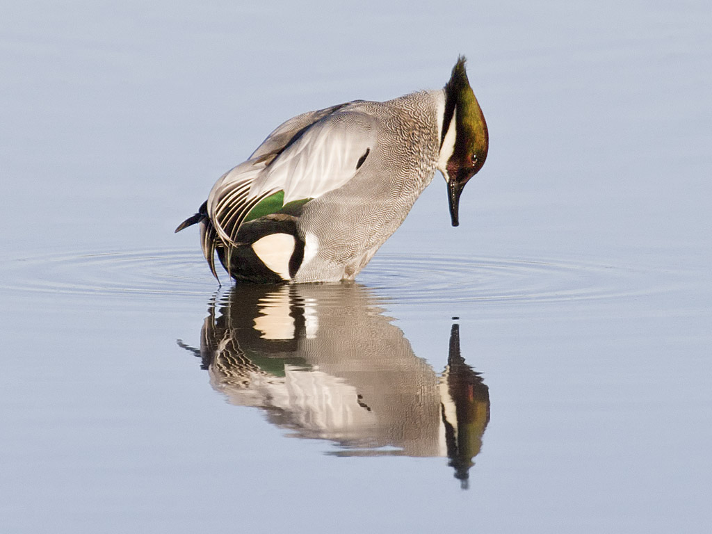 Visitors have come from all over the country to see a rare falcated duck, a  "vagrant" from Asia, that arrived at CA's Colusa National Wildlife Refuge in December.