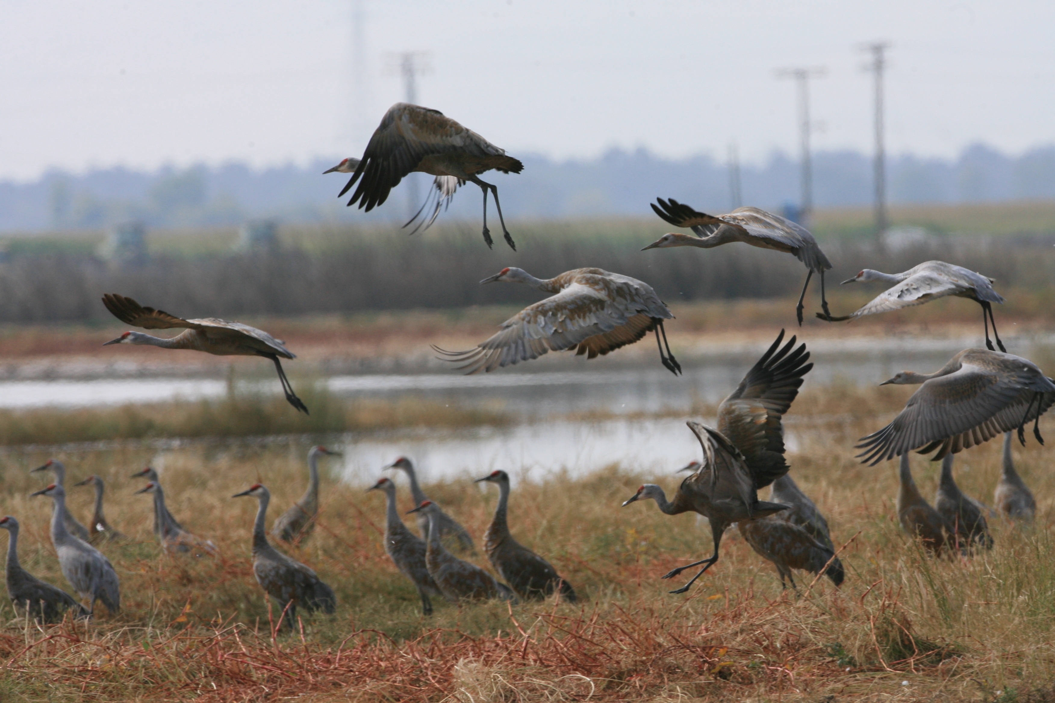 A flock of Sandhill Cranes landing at Merced National Wildlife Refuge, California, USA.