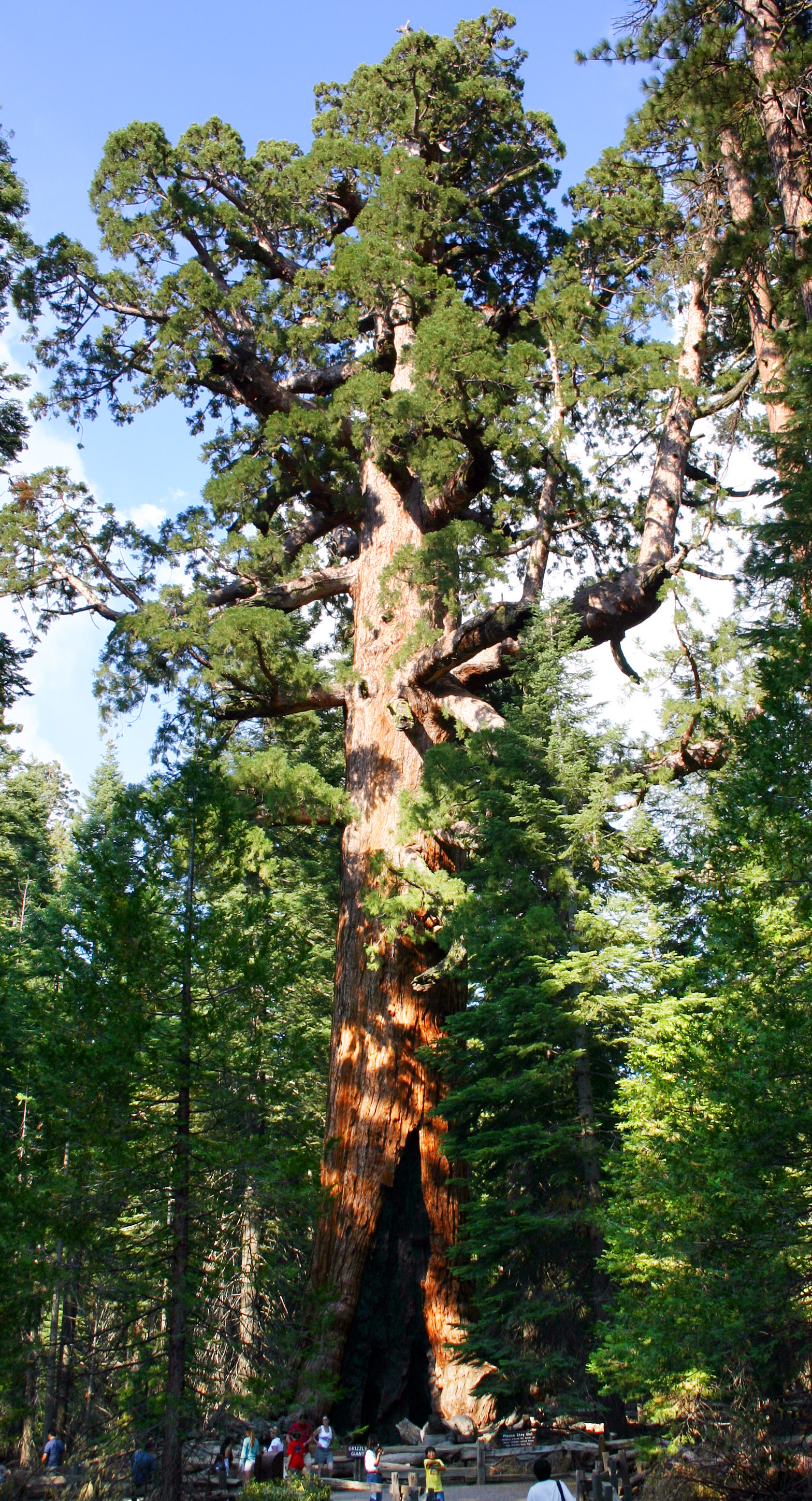 The "Grizzly Giant" is one of the main attractions in Mariposa Grove in Yosemite National Park. It is a landmark ancient Giant redwood (Sequoiadendron giganteum) tree. Note the size of the people at the bottom of the image for scale.