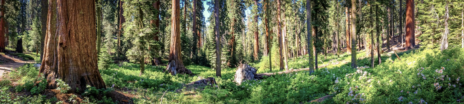 Panoramic view of upper Mariposa Grove in Yosemite National Park.