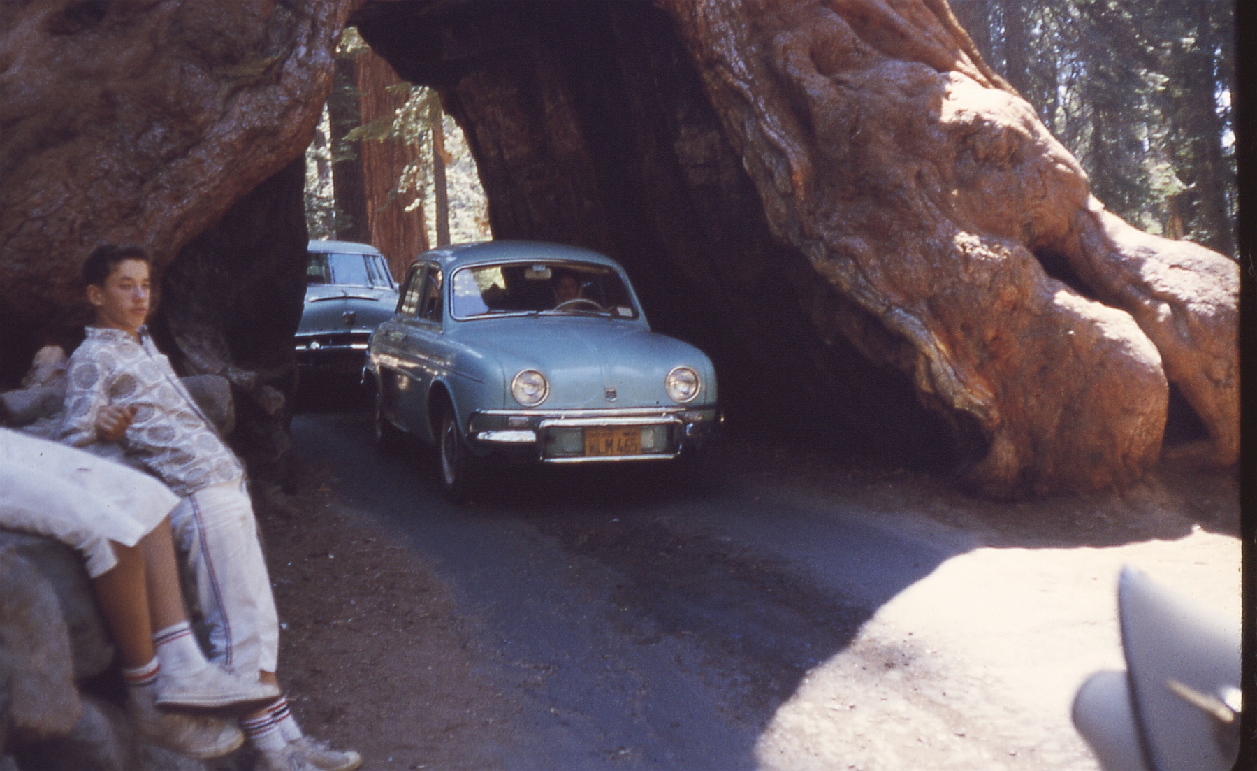 The outgoing side of the Wawona Tunnel Tree, Yosemite Park. Taken with an Exakta VX 35mm camera, using Ektachrome slide film.