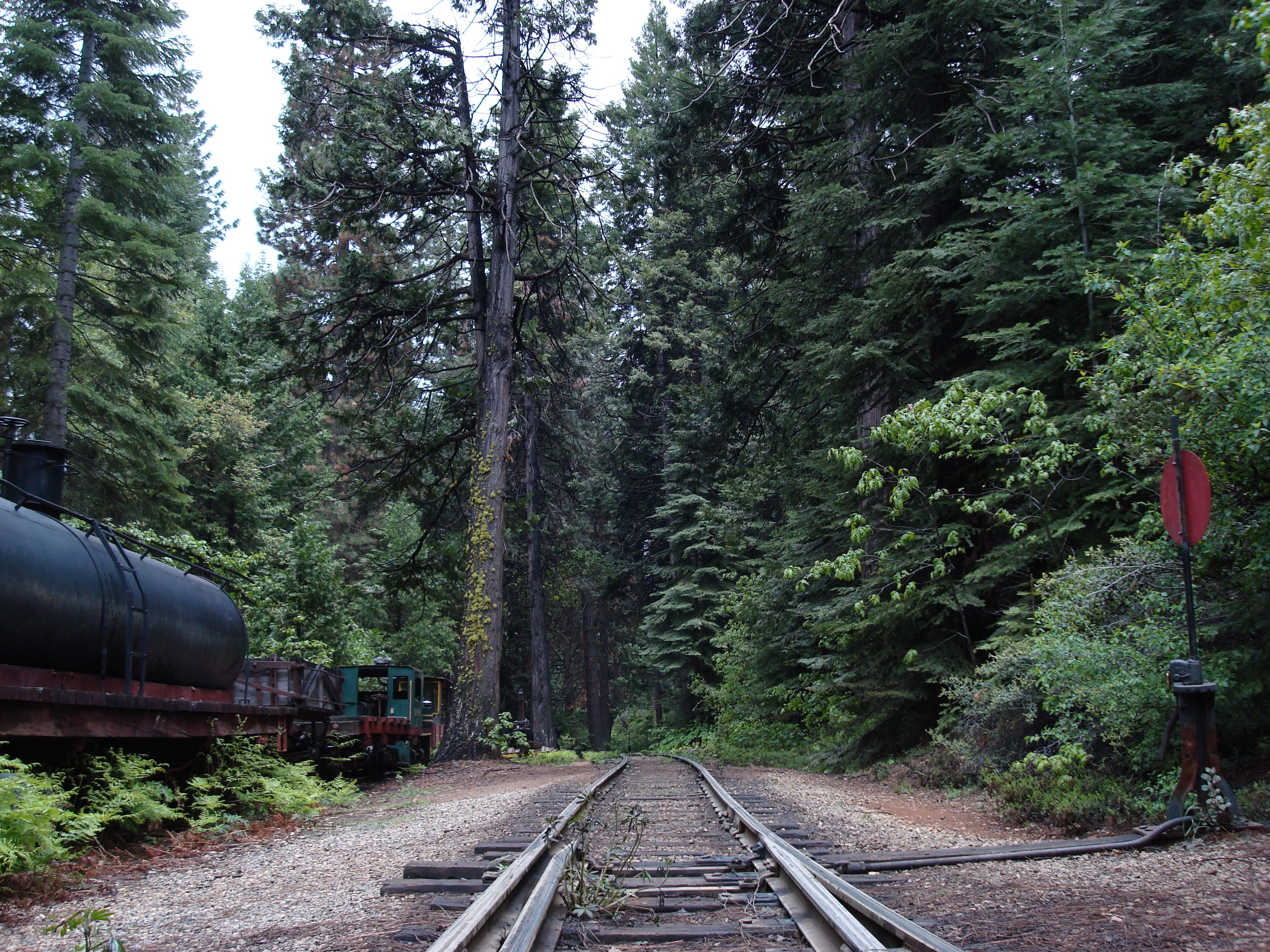 view of the Yosemite Mountain Sugar Pine Railroad looking south on tracks