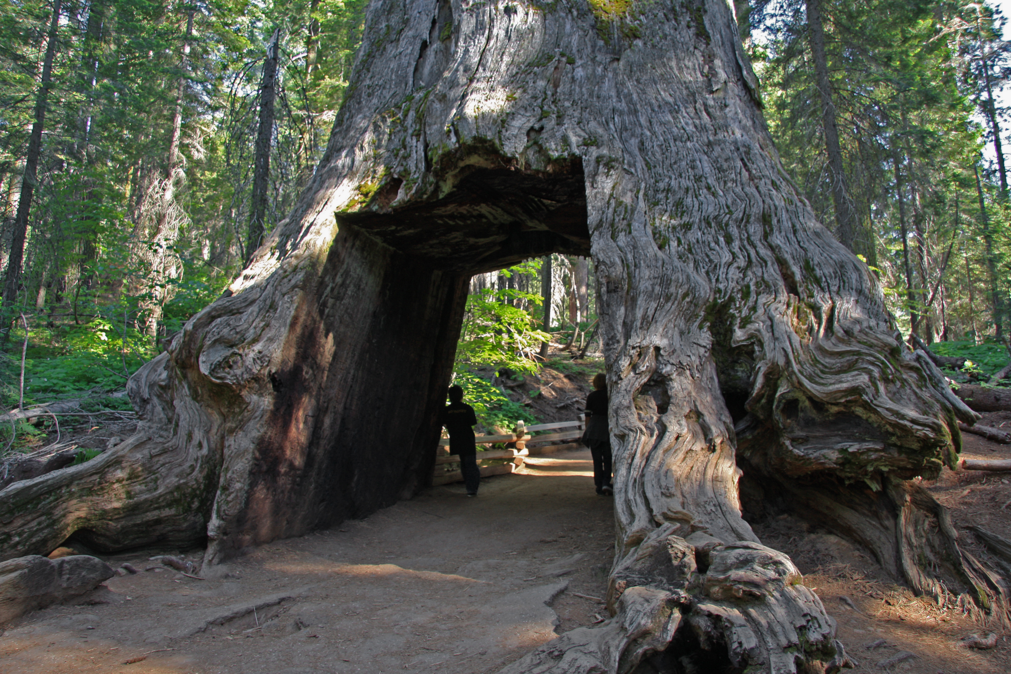 Huge, dead giant sequoia (Sequoiadendron giganteum), 30 feet in diameter at the base, hollowed out for stagecoaches and later cars to drive through on the old Big Oak Flat Road.  In the Tuolumne Grove of sequoias, in Yosemite National Park, a mile off CA route 120 (the Tioga Pass road).