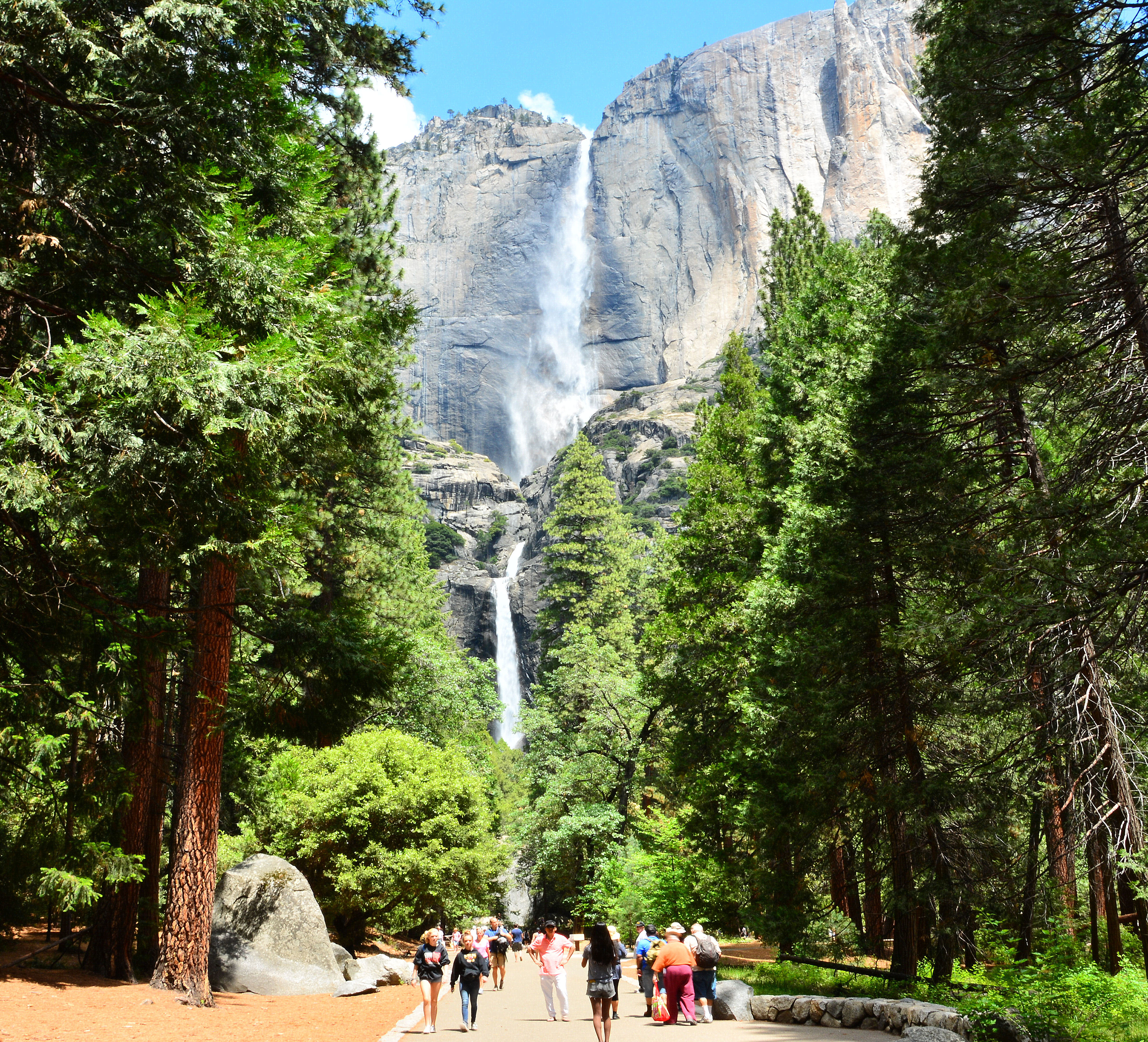 Yosemite Falls is the highest waterfall in Yosemite National Park, dropping a total of 2,425 feet (739 m) from the top of the upper fall to the base of the lower fall. 
The Upper falls drop 1430 feet, the Lower falls 320 feet and in between are a series of smaller falls which are difficult to see from the valley.

Here both parts of the main falls can be seen.