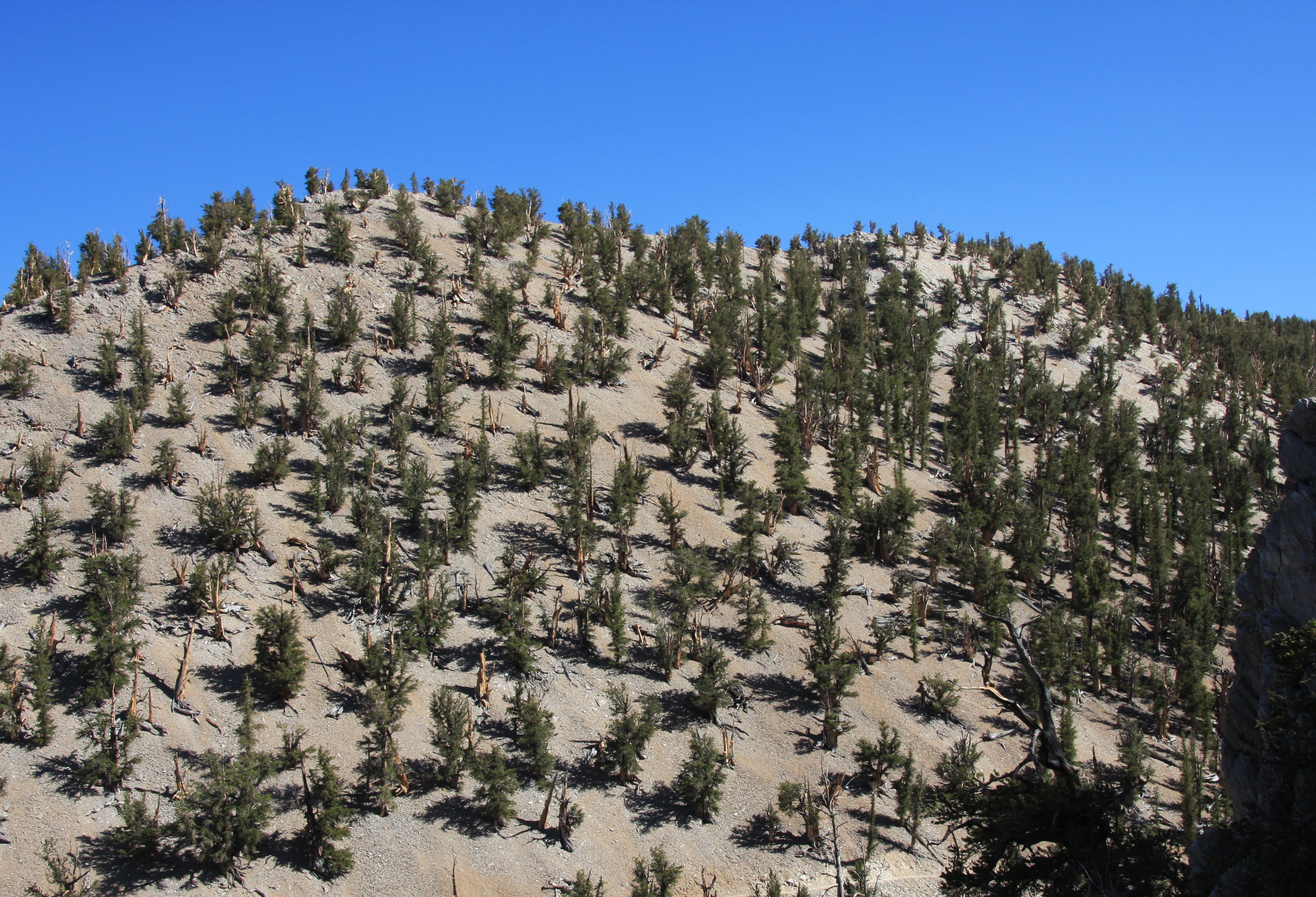 Growth pattern of Great Basin Bristlecone Pine—Pinus longaeva trees, spread sparsely across open hillside underlain with dolomitic rock.  
View from Methuselah Trail, Schulman Grove in the Ancient Bristlecone Pine Forest of the Inyo National Forest, in the White Mountains, Inyo County, eastern California.