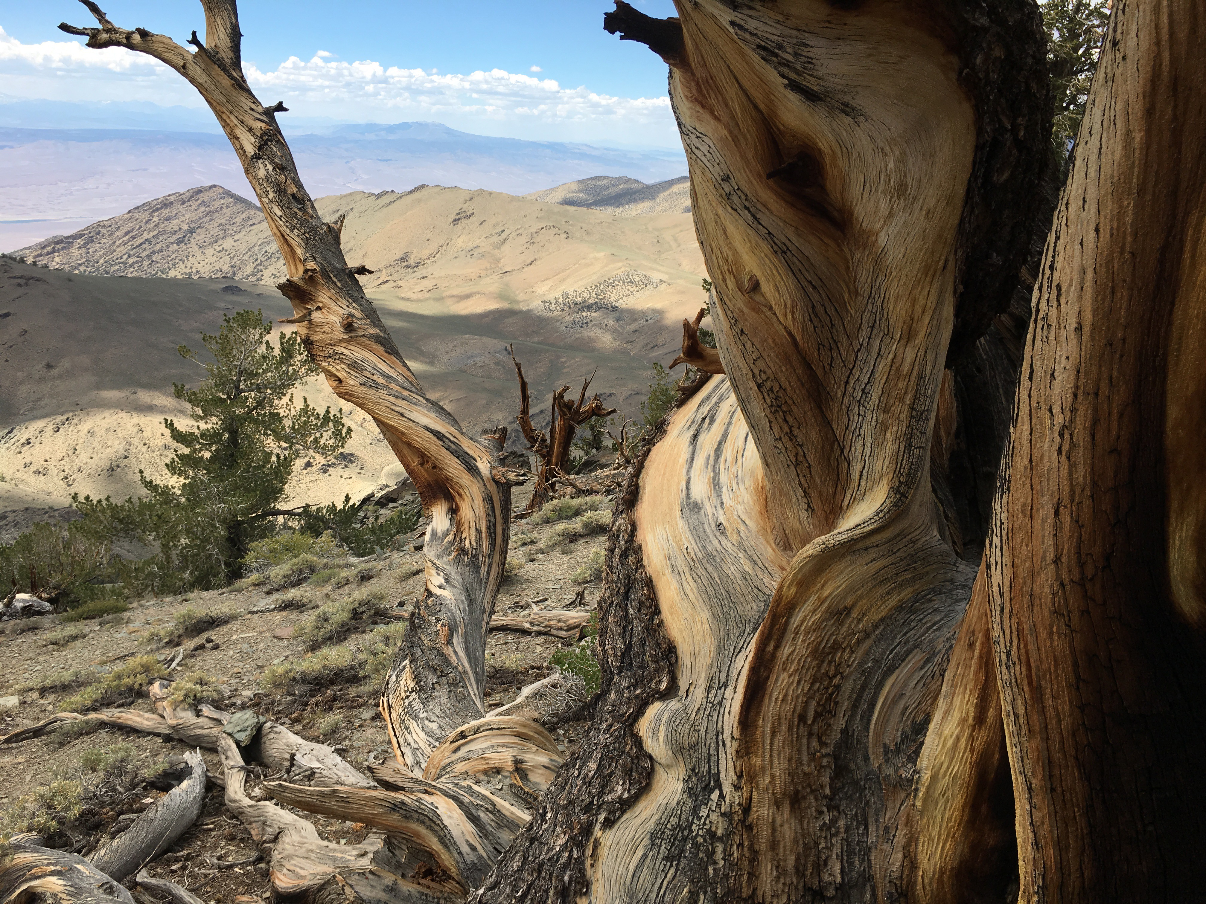 The Ancient Bristlecone Pine Forest is home to the oldest trees in the world. Photo taken at 11,000 foot elevation. Schulman and Patriarch groves are located approximately 30 miles from Bishop, California. A world-class Visitors Center provides excellent interpretive information.
