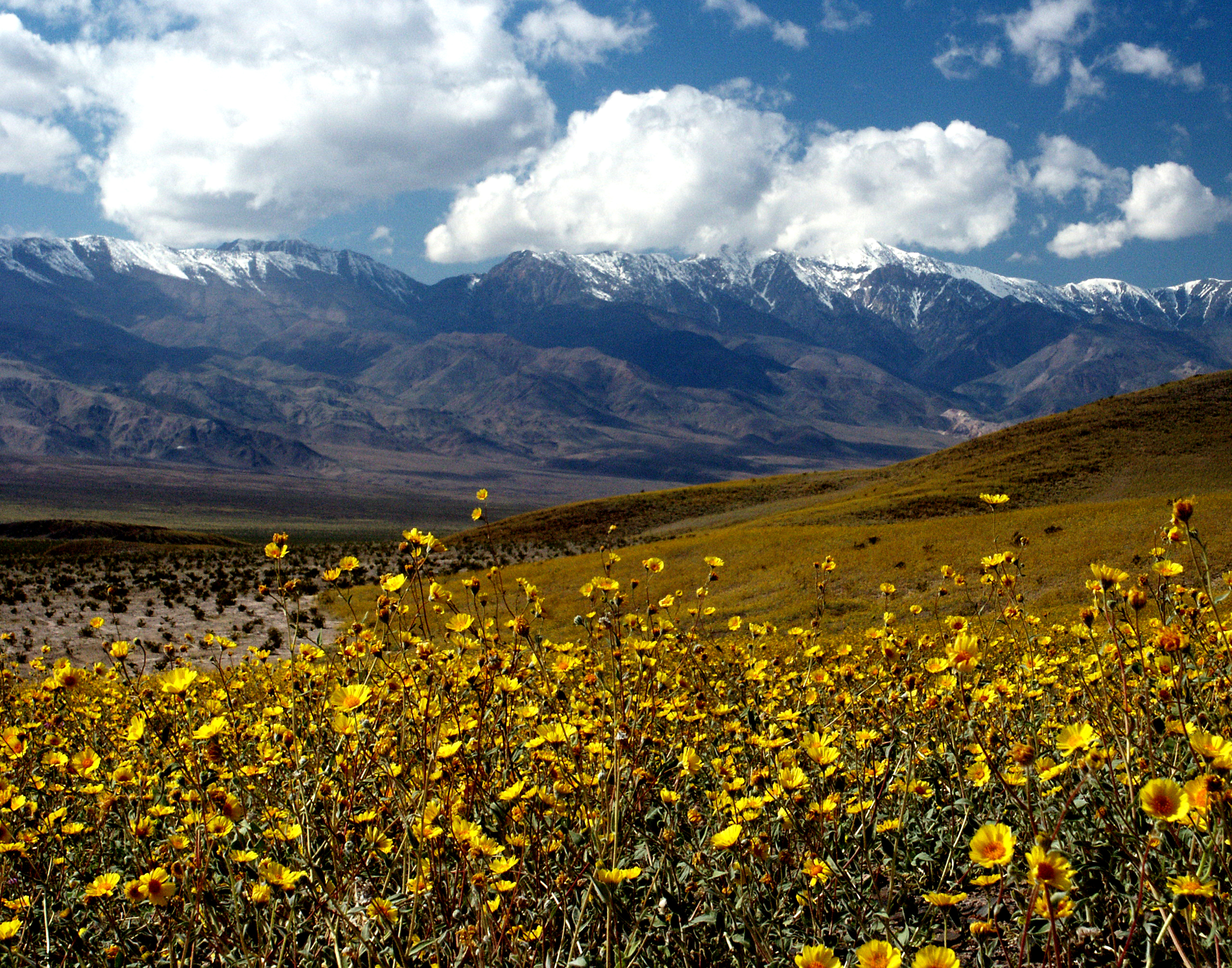 Death Valley with a tremendous display of wildflowers after an extremely wet year.