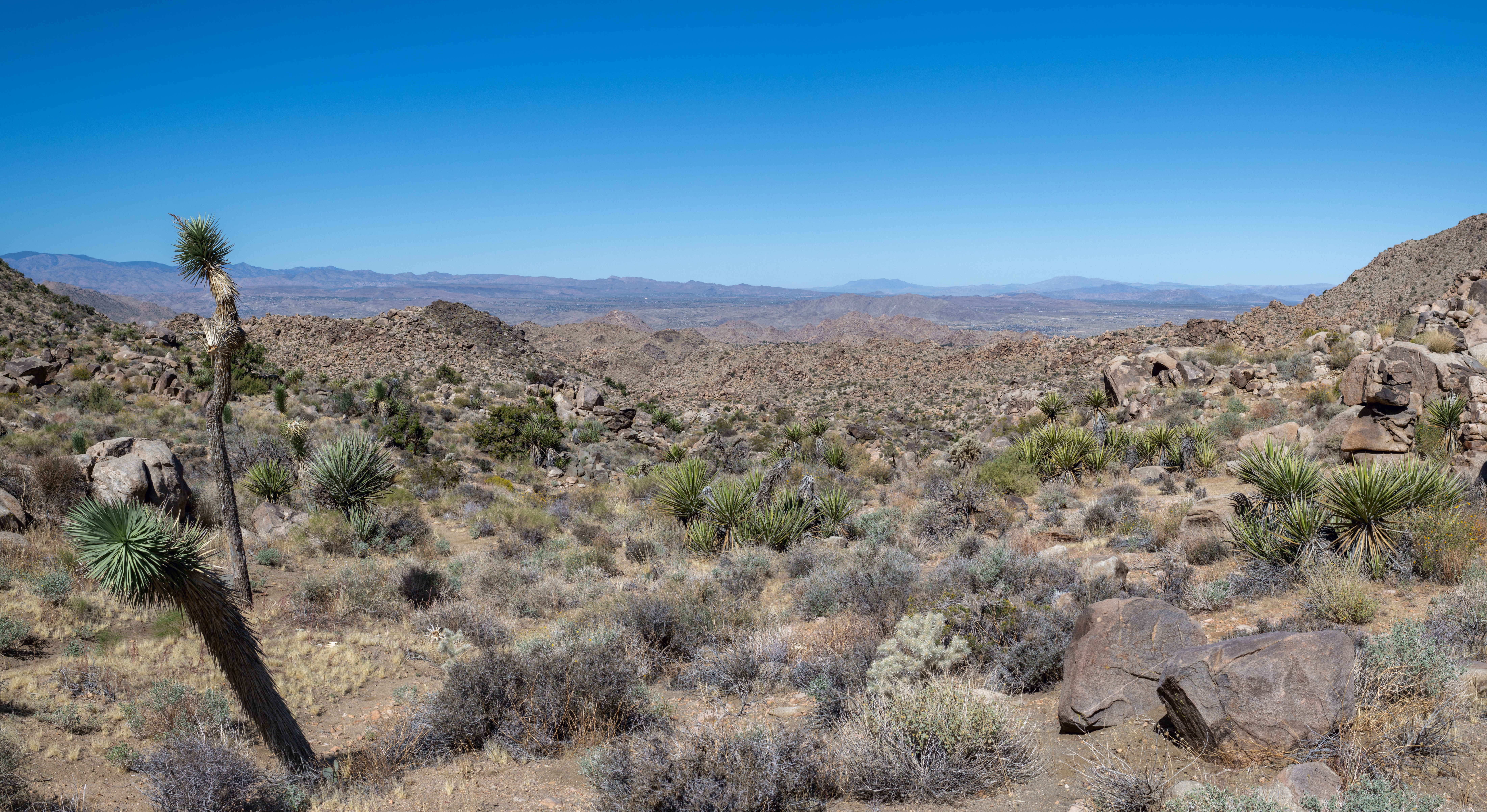 Alt Text: A Joshua tree overlooking an expansive valley along Bigfoot Trail.
NPS / Anna Cirimele