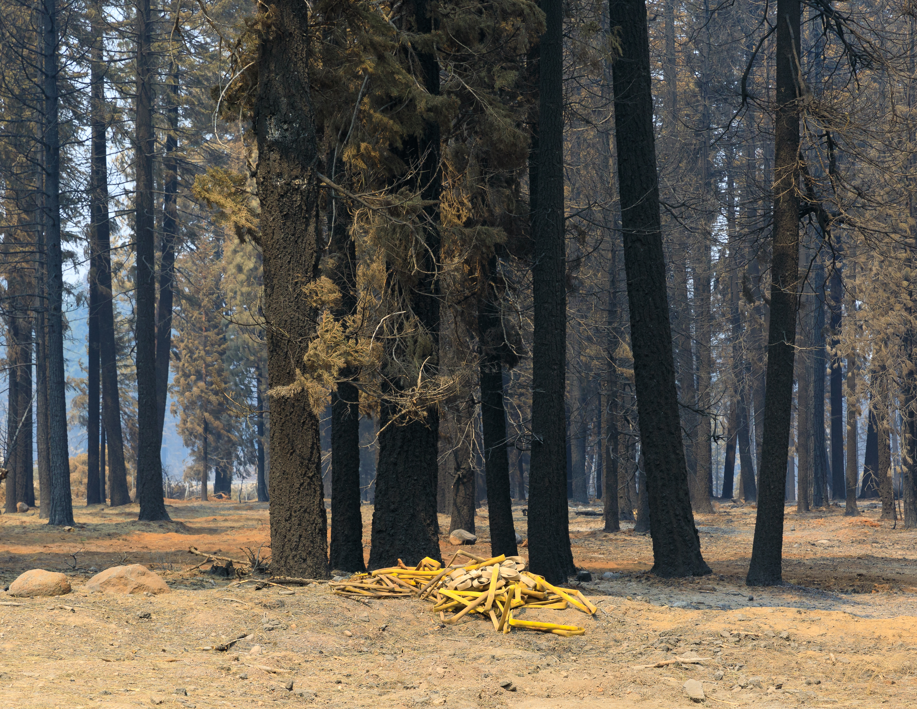 An abandoned firehose laying on the ground in the midst of charred pine trees near Lake Almanor West, Plumas County, California. Firefighters saved structures on the shore of Lake Almanor during the Dixie Fire by setting a controlled back burn.
