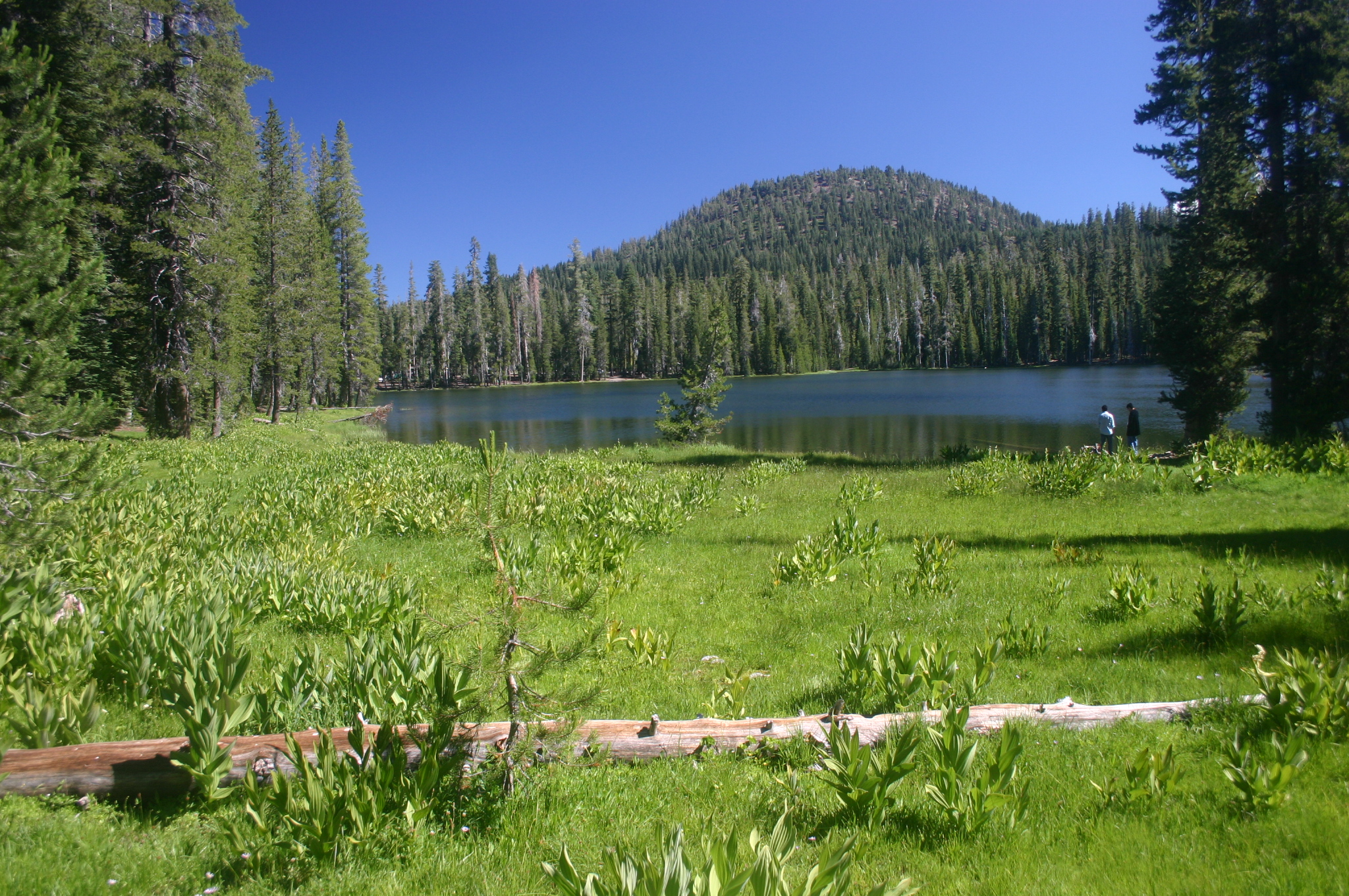 Lush vegetation around Summit Lake, with a fallen log lying at the front.