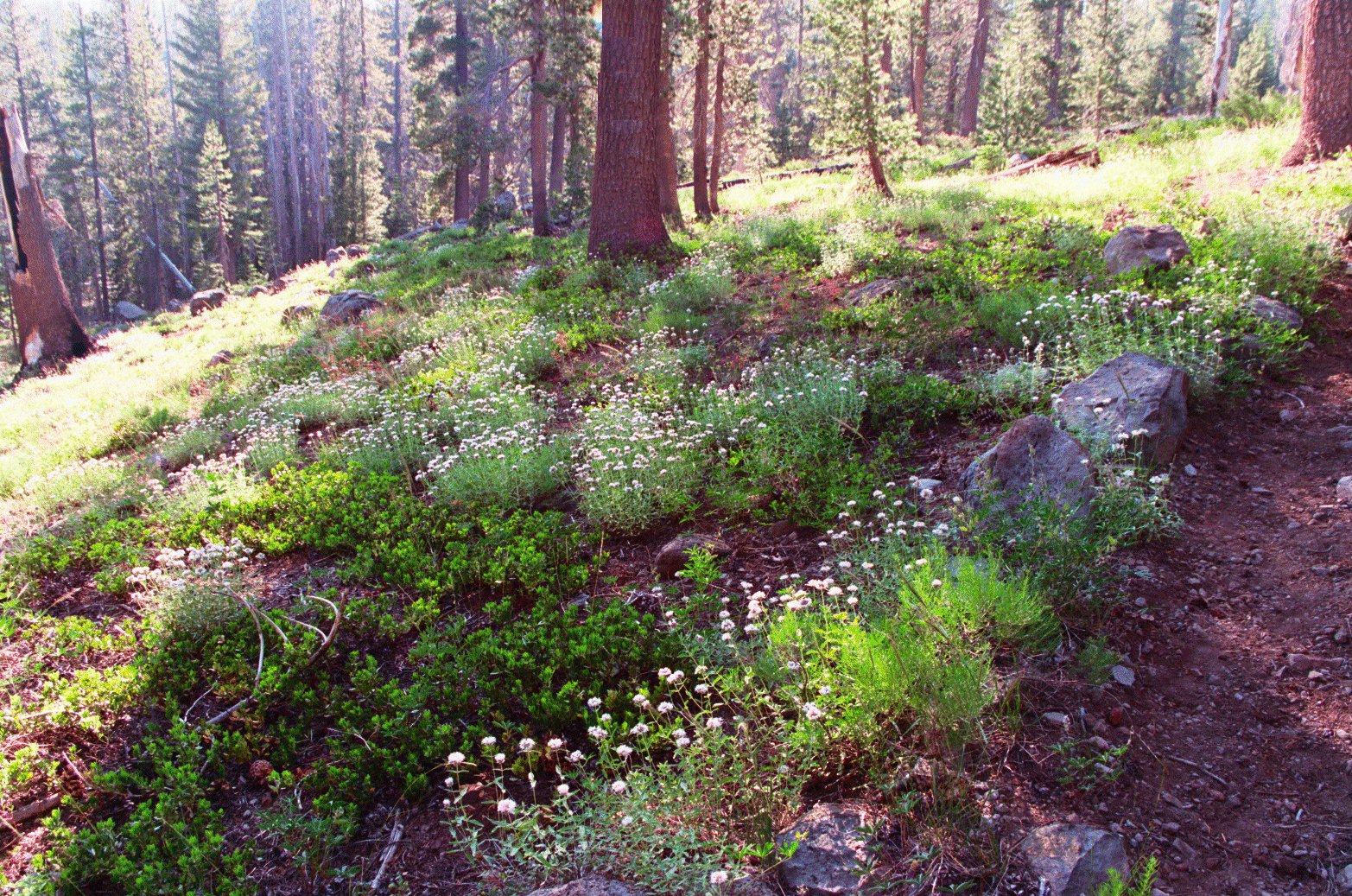 Caribou Wilderness — in Lassen National Forest, Northern California.