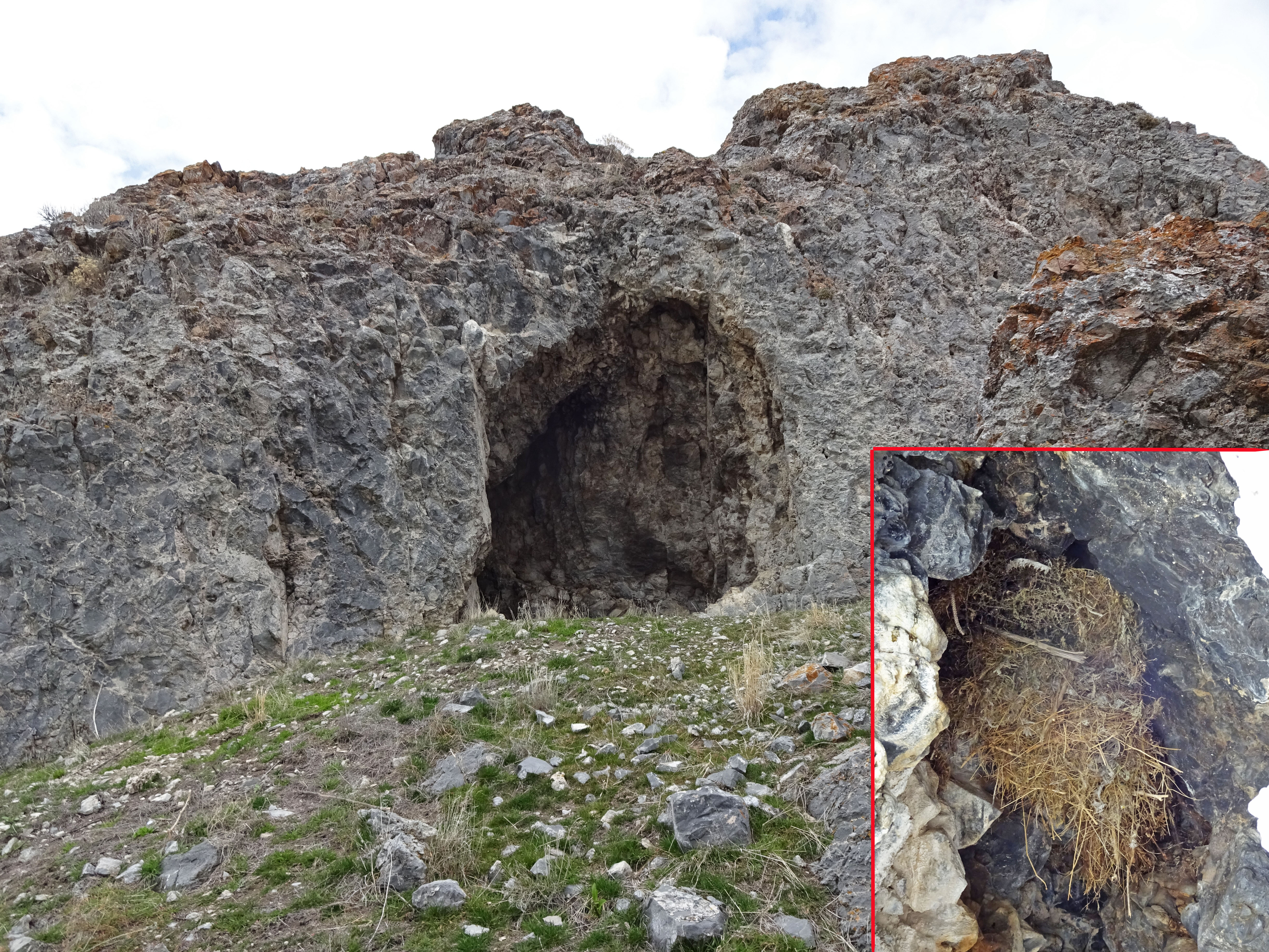 In the Hall of the Mountain Skunk.
This small cave was probably occupied by a skunk - a quite specific smell stays inside. The nest made of dry grass and stems is located closer to the ceilling.

Golden Spike National Historic Site Park, Box Elder County, Utah; elevation 1480 m.