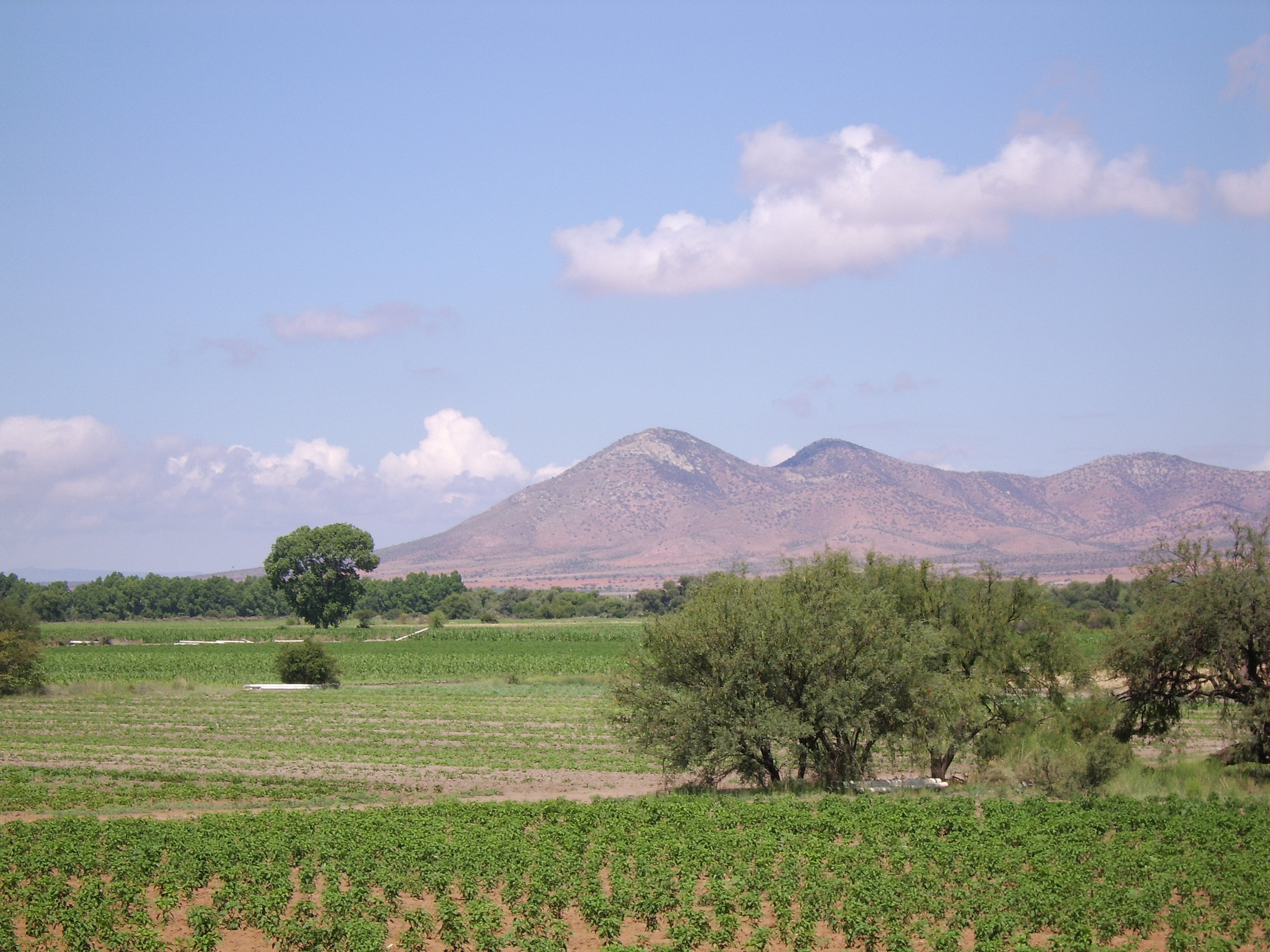 Agriculture in Fresnillo, Zacatecas, Mexico