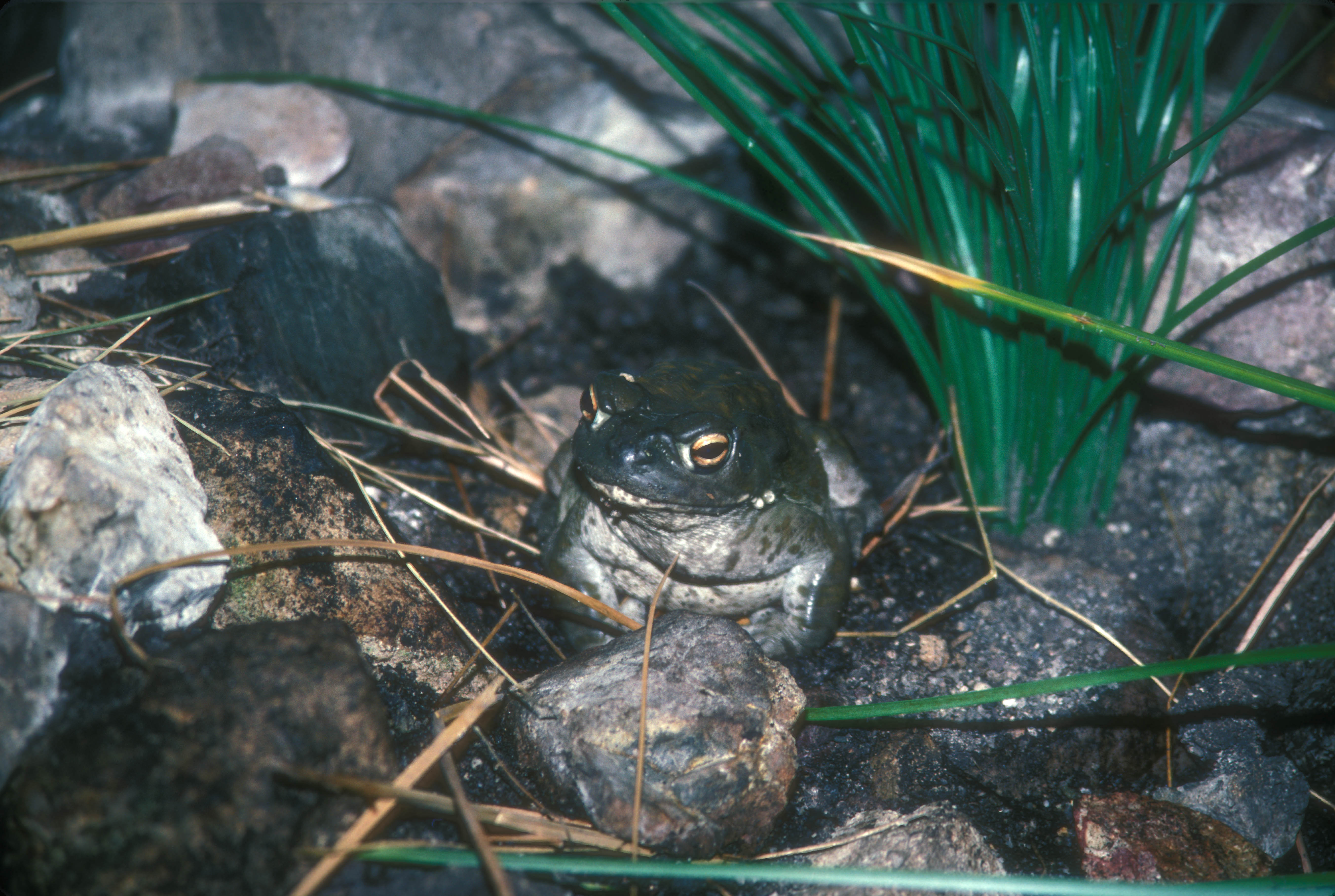 SONORAN DESERT TOAD