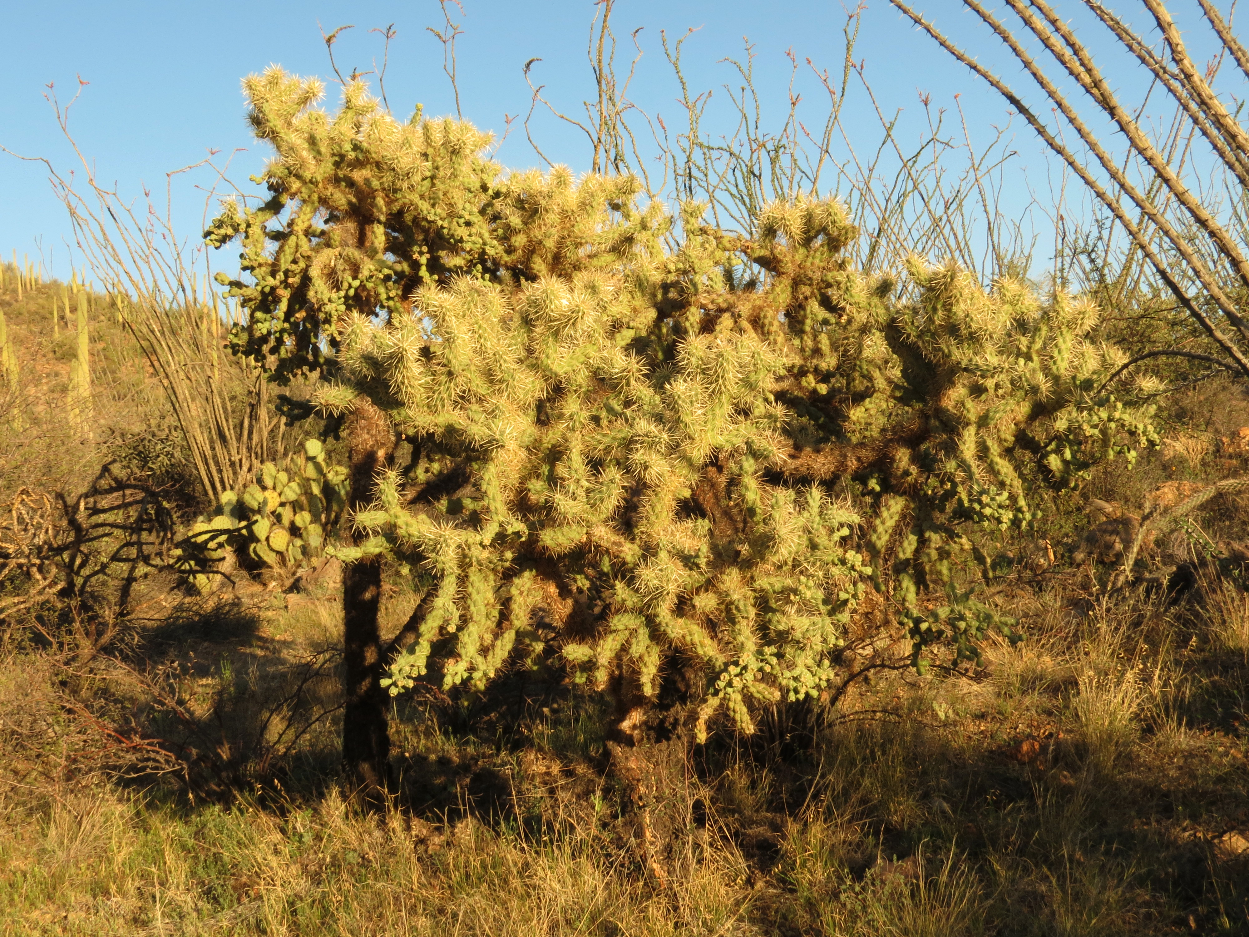 Cylindropuntia fulgida.  King Canyon Trail, Tucson Mountains, Saguaro National Park West, Tucson, Arizona, USA.