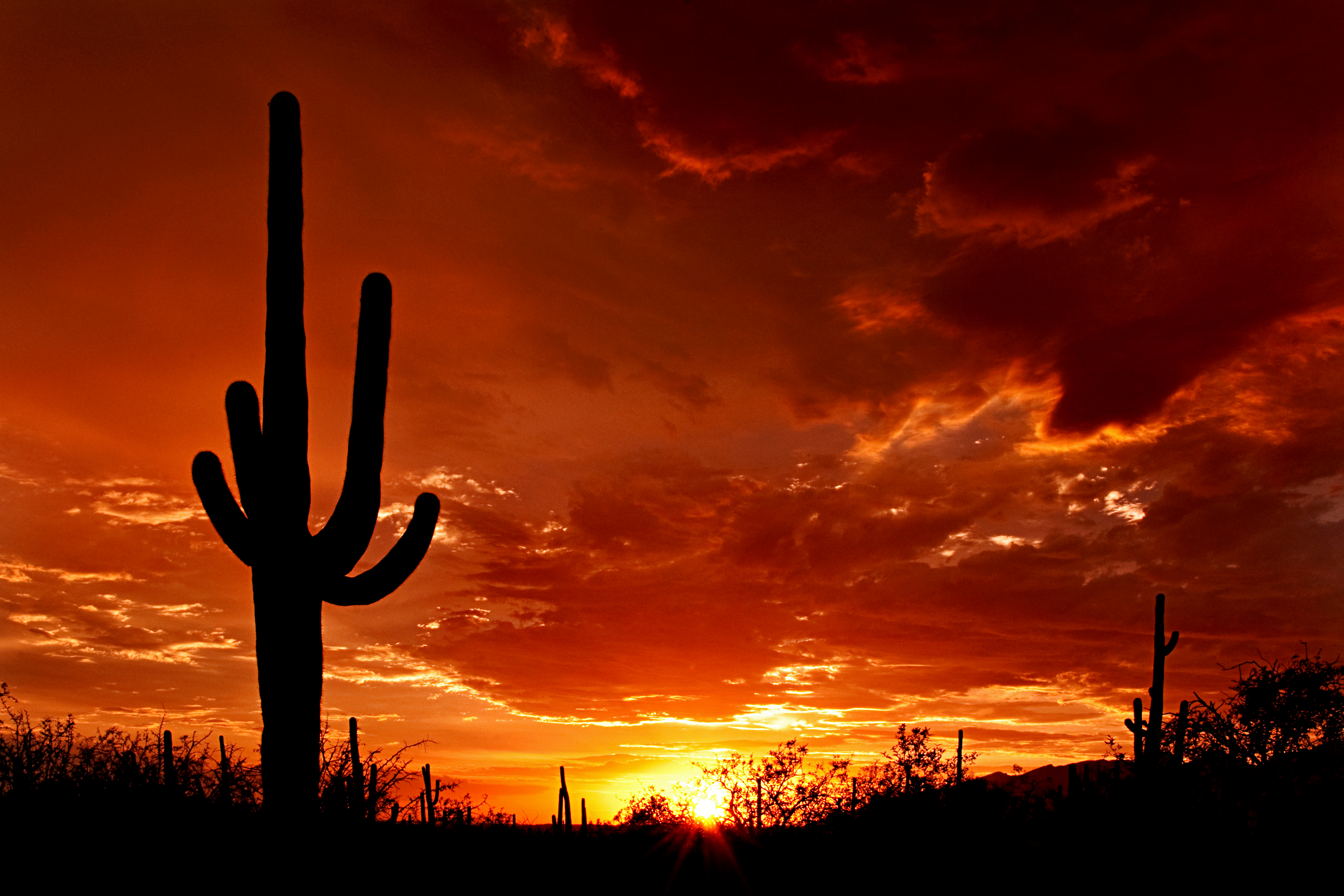 The silhouette of a large saguaro stands at sunset in Saguaro National Park on the east side of Tucson, Arizona.