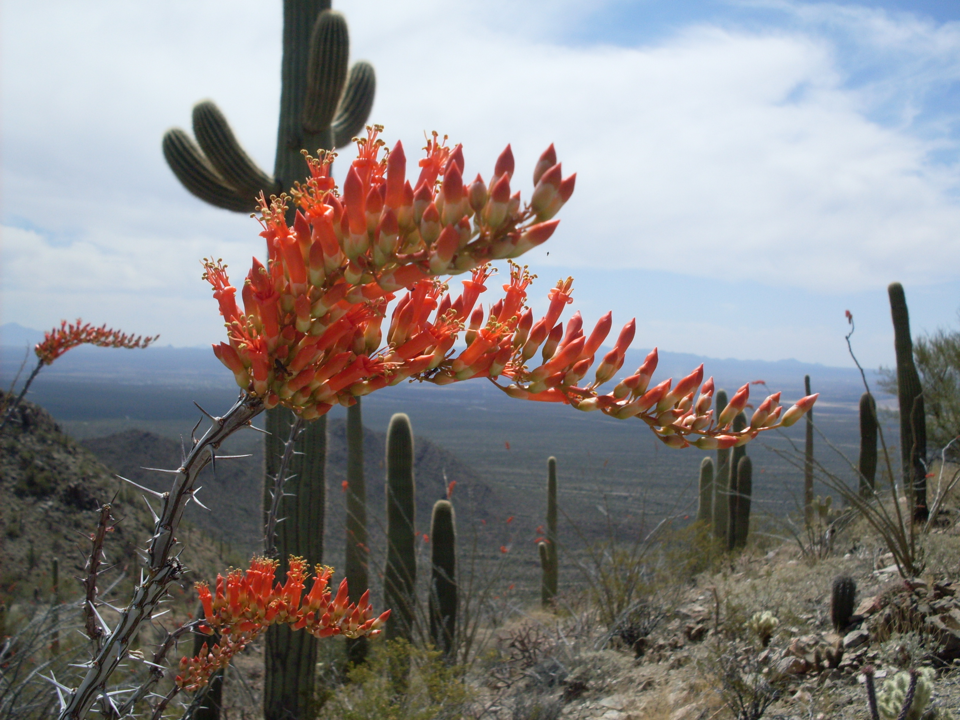 Ocotillo Fouquieria splendens flowers. Hugh Norris Trail, Saguaro National Monument, Arizona.