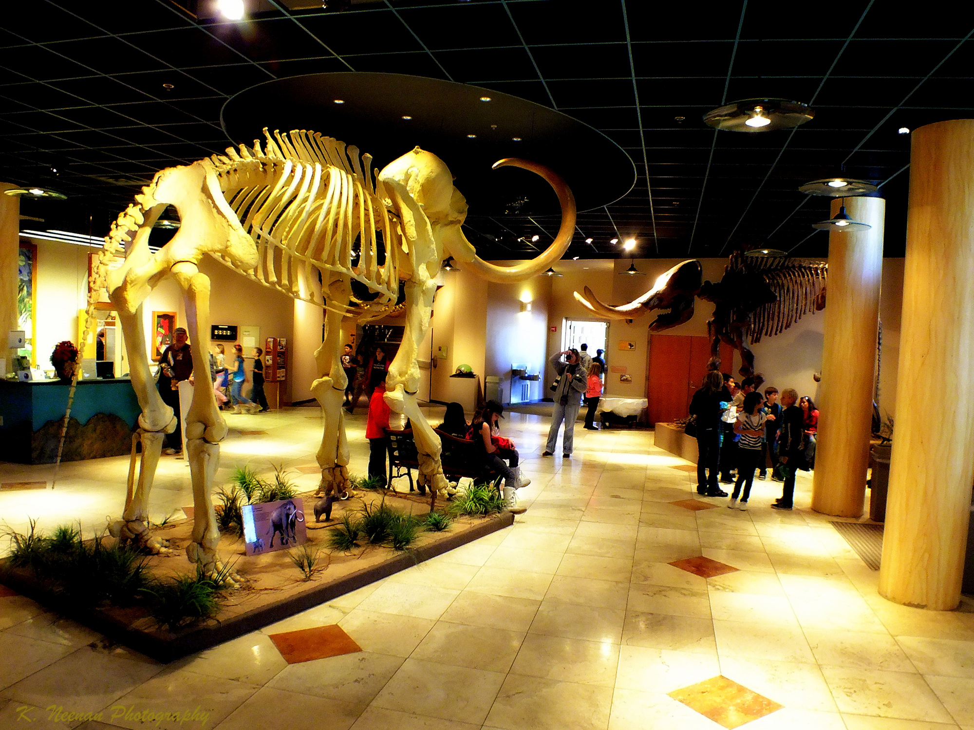 Colombian Mammoth and N. American Mastodon in Lobby of AzMNH