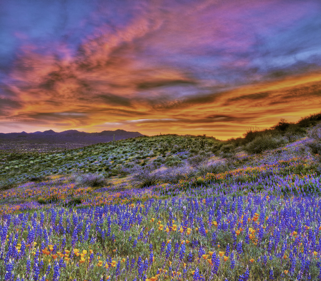 Sunset and spring wildflowers — on the San Carlos Apache Indian Reservation, near Peridot, in Gila County, Arizona. 

29 March 2010.