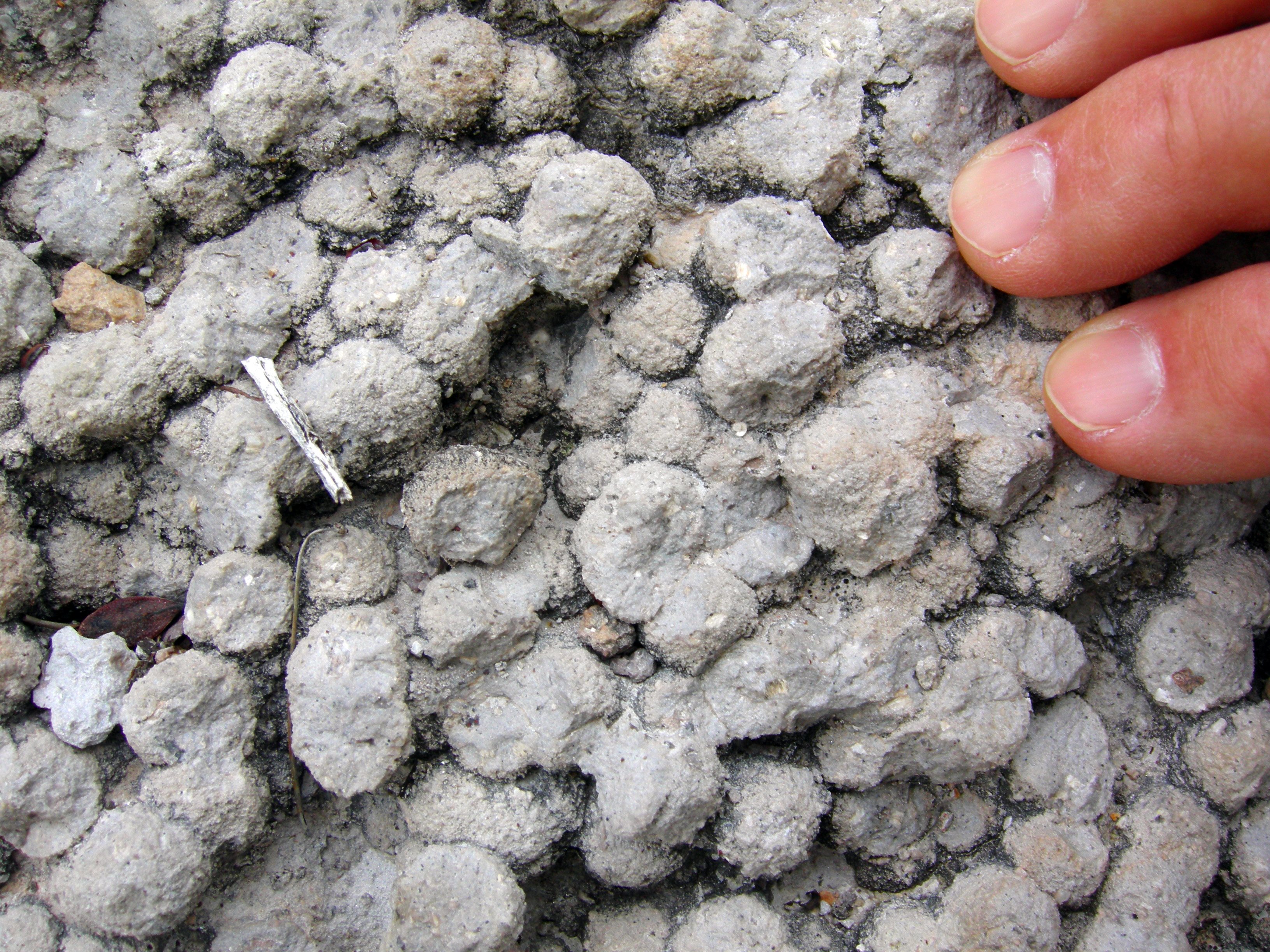 Spherulites in rhyolitic ash, Hailstone Trail, Echo Canyon, Chiricahua Mountains, Arizona.