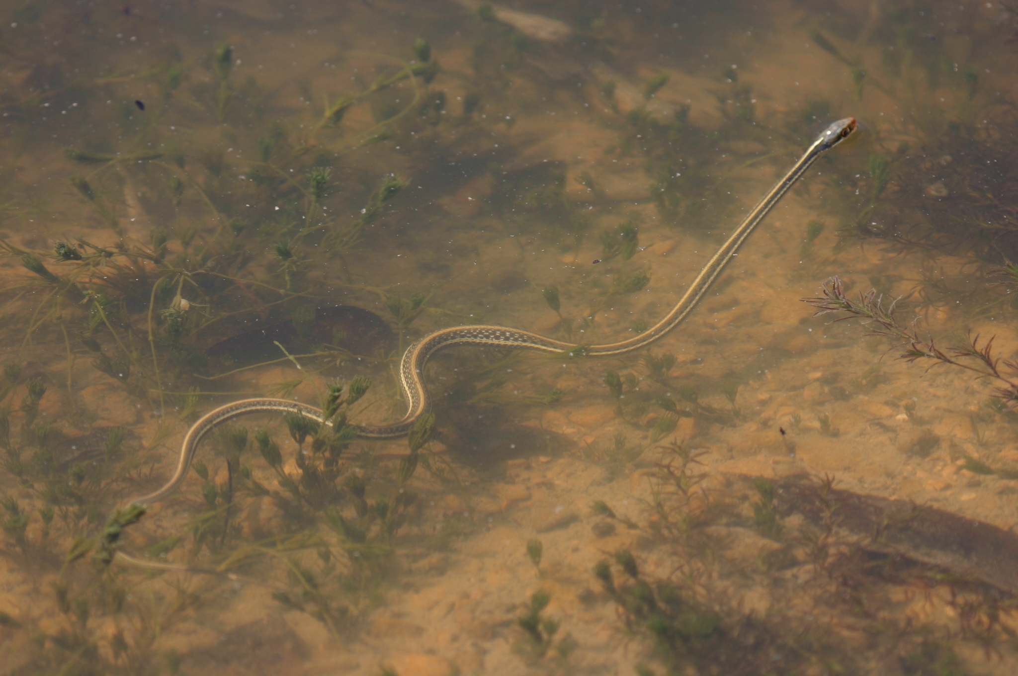 Harmless garter snake swimming in a pond that is quickly diminishing via evaporation in the dry riverbed of Seminole River during drought. Photo taken at the Seminole Canyon riverbed, Seminole Canyon State Park, Texas, USA.