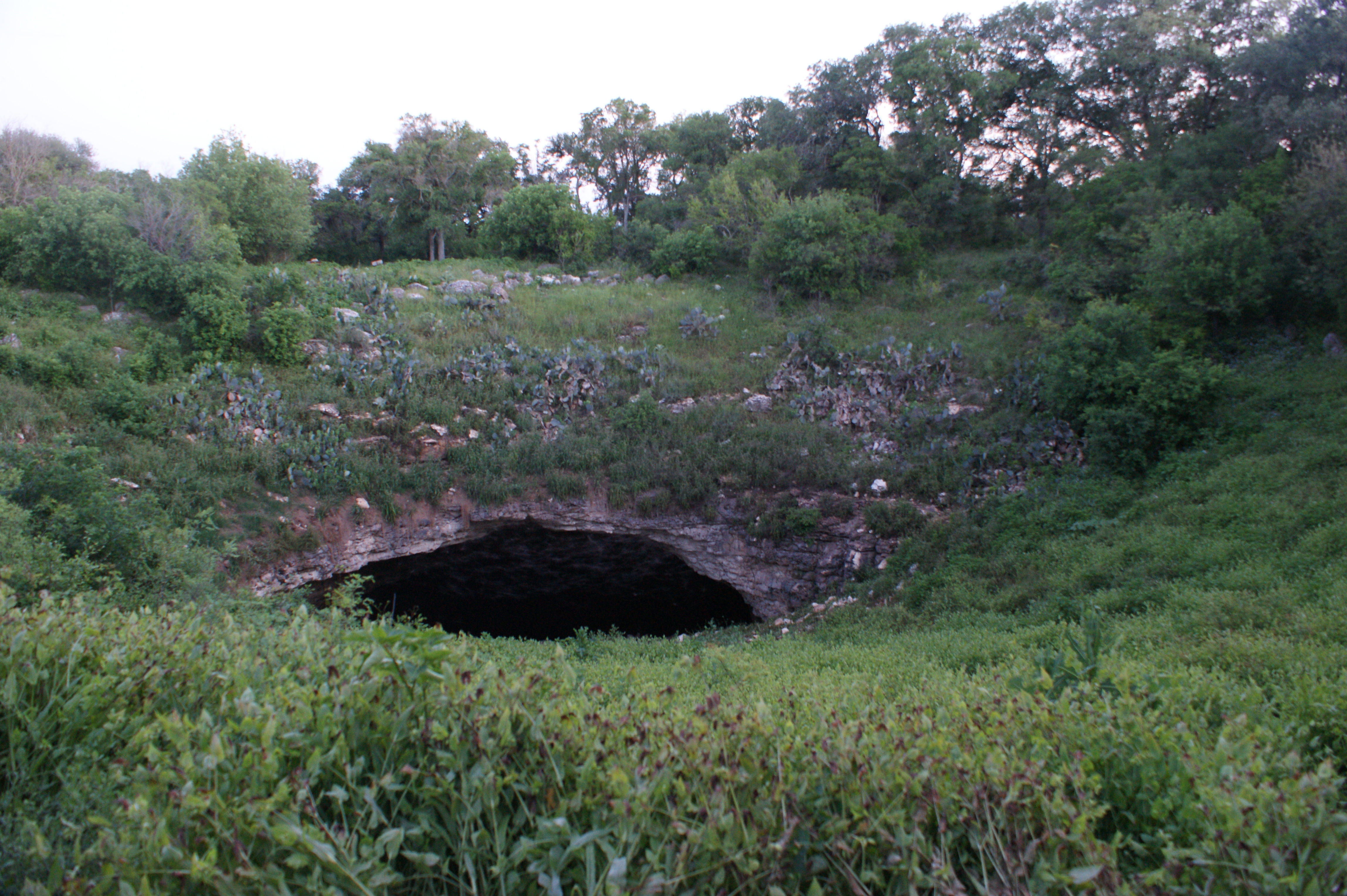 Bracken Cave bats emerging from the cave