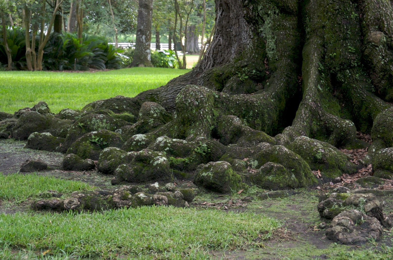 The roots and trunk of a live oak (Quercus virginiana) on the Oak Alley Plantation in Louisiana.