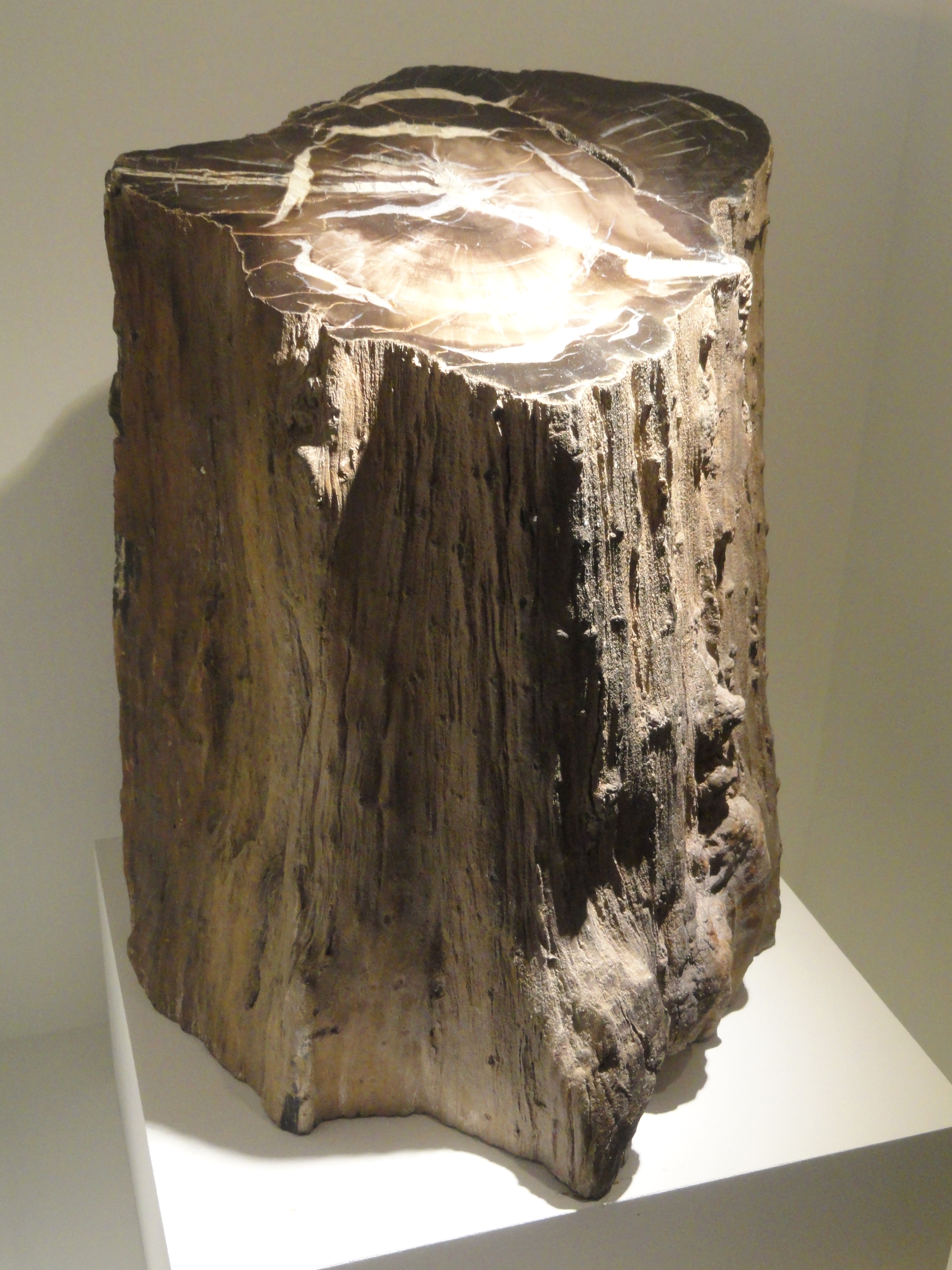 Exhibit in the Houston Museum of Natural Science, Houston, Texas, USA. Photography was permitted in the museum without restriction.