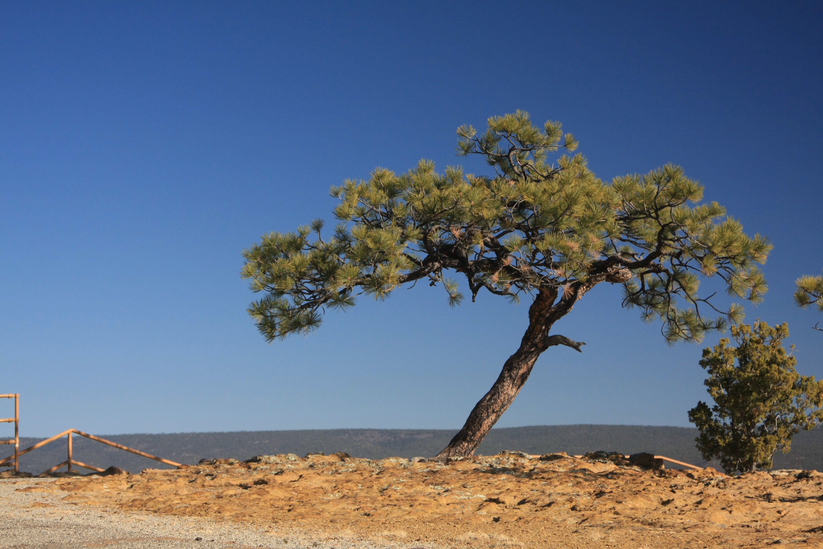Lone pine (Pinus ponderosa subsp. brachyptera) perching on the top of a mesa like an umbrella. Photo taken at Mesa Top Trail Loop, El Morro National Monument, New Mexico, USA.