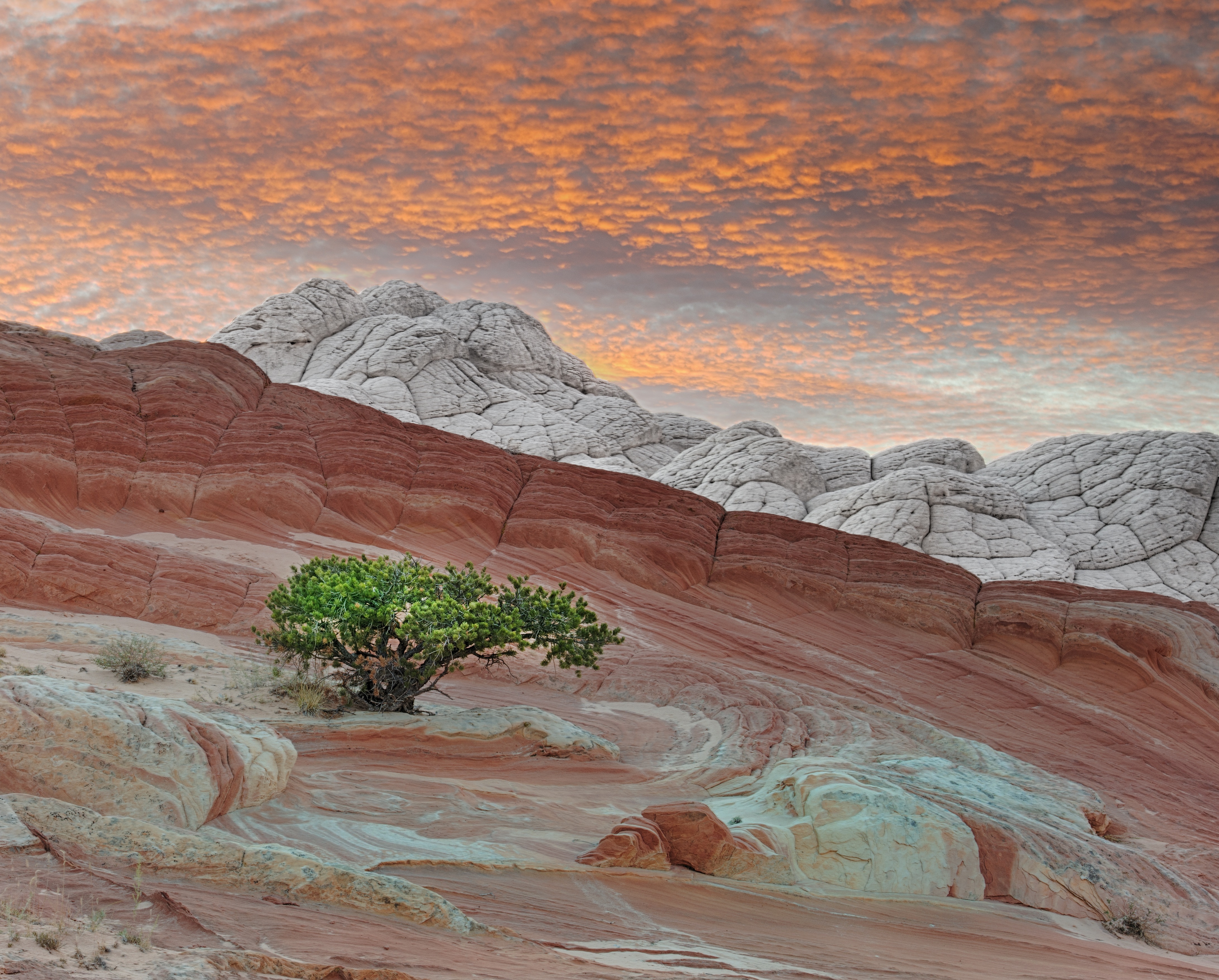 White Pocket, Vermilion Cliffs NM, AZ

There's not a lot of vegetation out there. Almost everybody gets a shot of this pretty yet rugged little tree.
