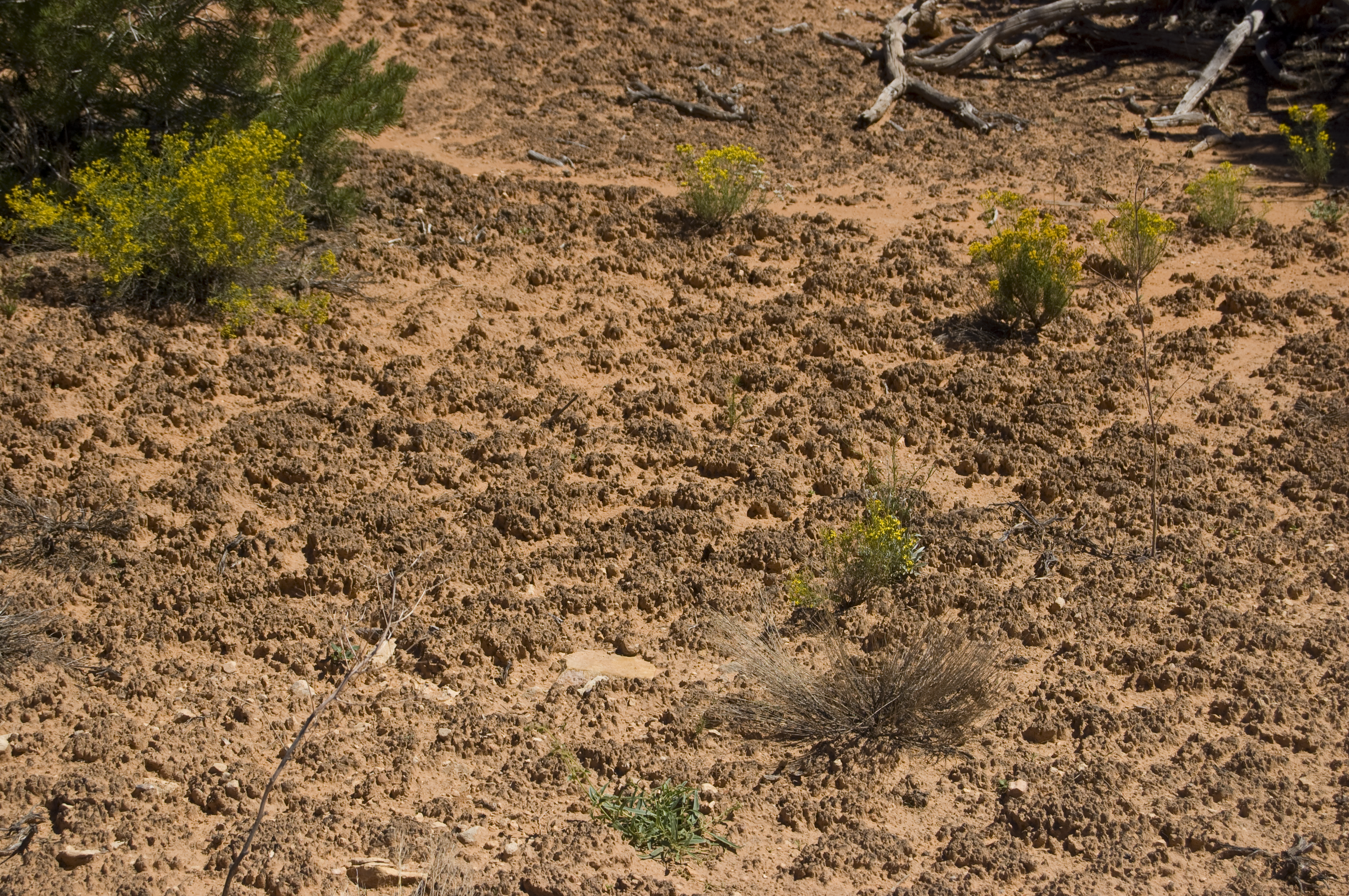 Cryptobiotic soil crust found in Natural Bridges National Monument, Utah.