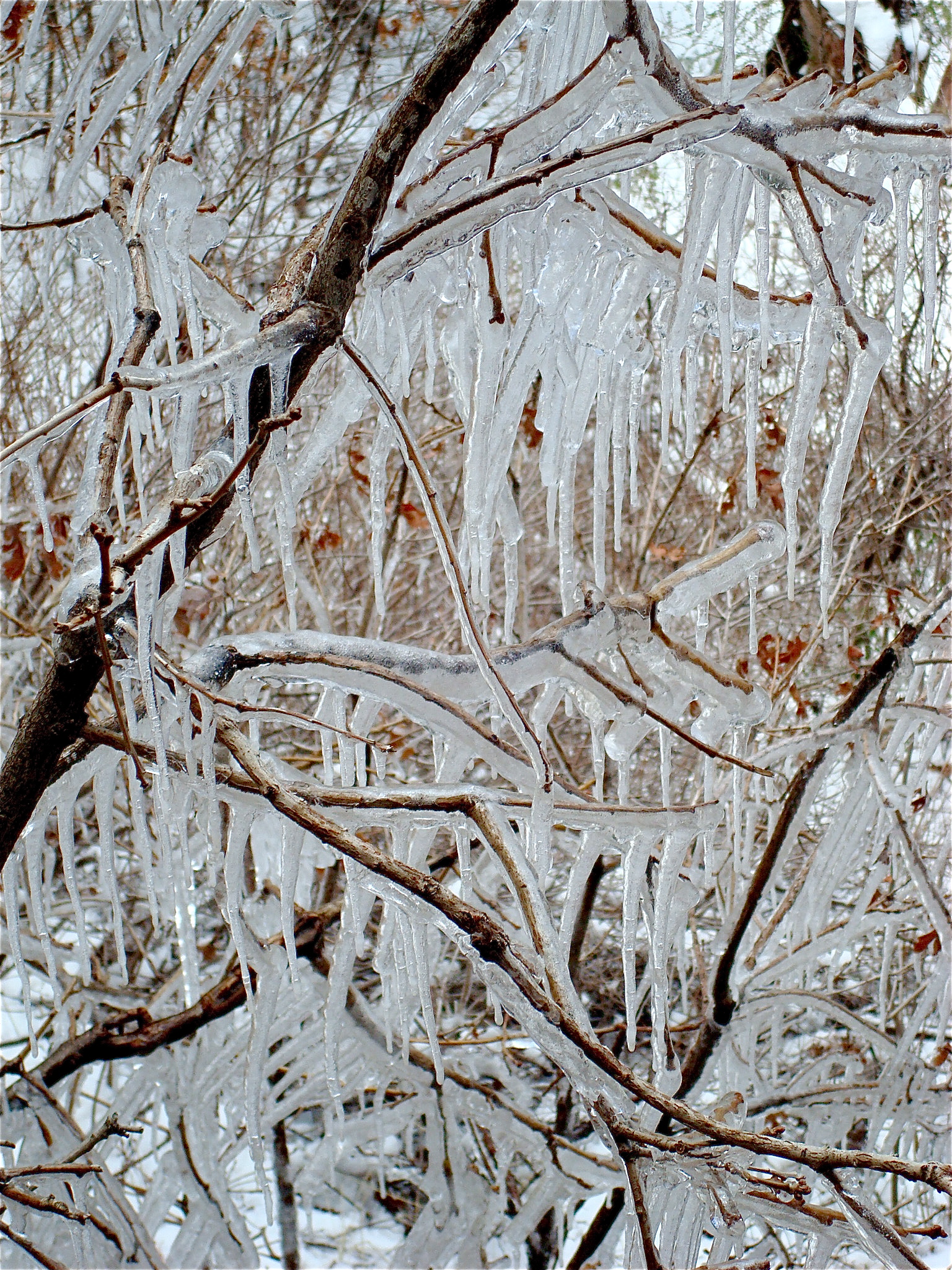 Icicles Mesa Verde National Park. After a spring snowstorm, melted snow drips from the cliff tops at Spruce Tree House and refreezes on the trees below. Spruce Tree House is the only cliff dwelling in the park open year round. Mesa Verde National Park, Colorado