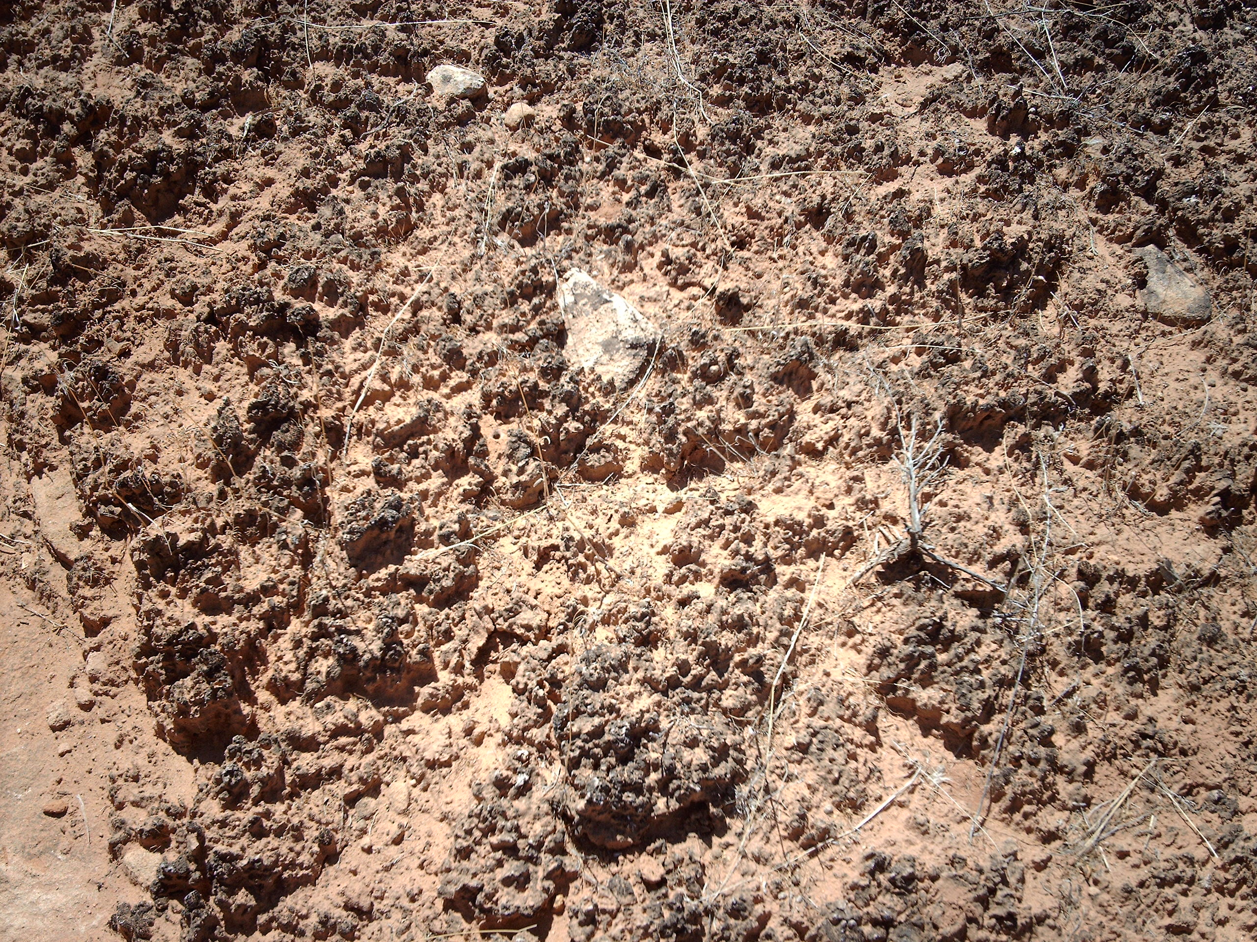 Cryptobiotic soil. Taken by me in Hovenweep National Monument.