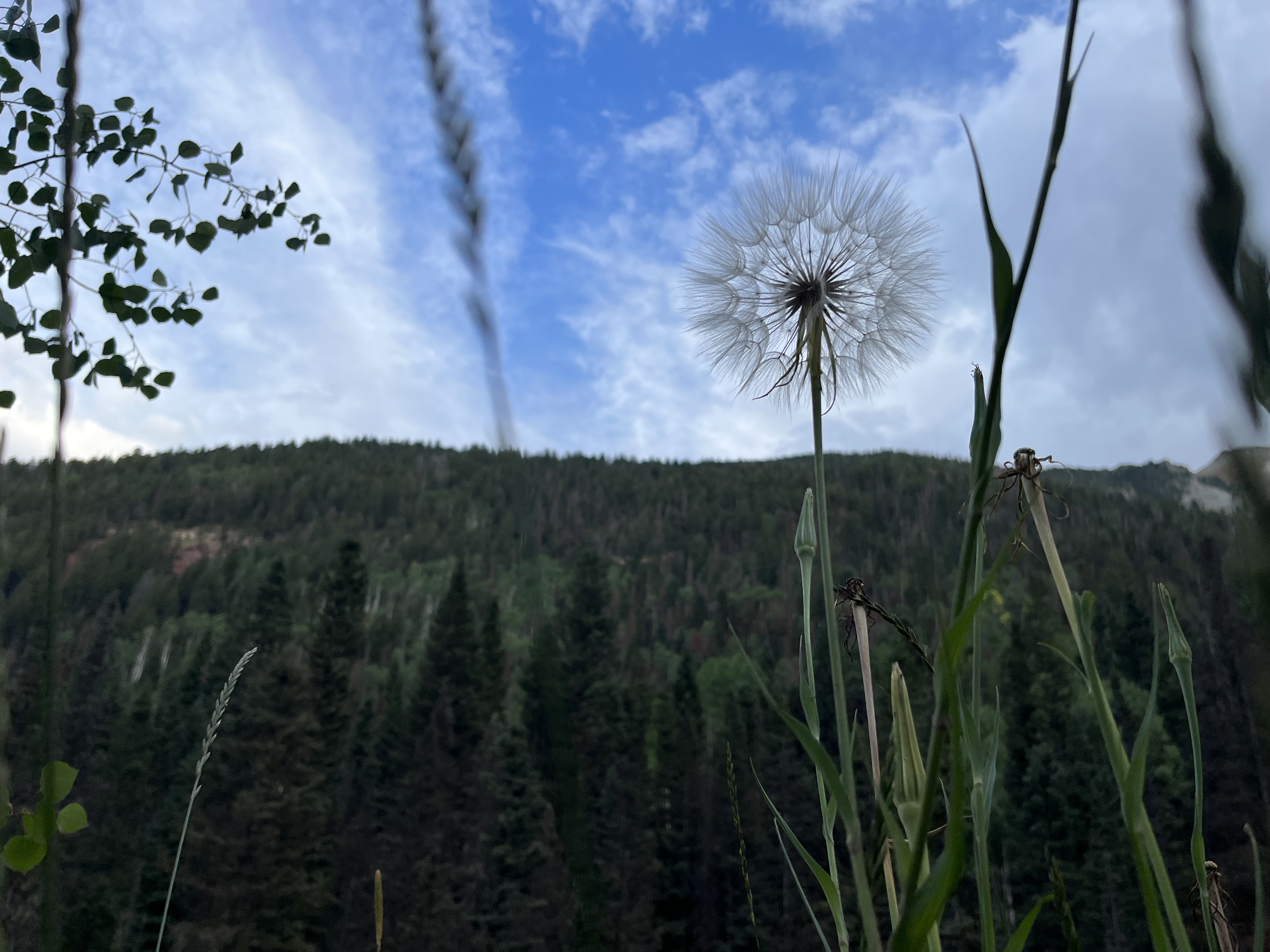 Growing in the Box Canyon of Telluride, Colorado, this dandelion stretches tall against a backdrop of the San Juan mountains.